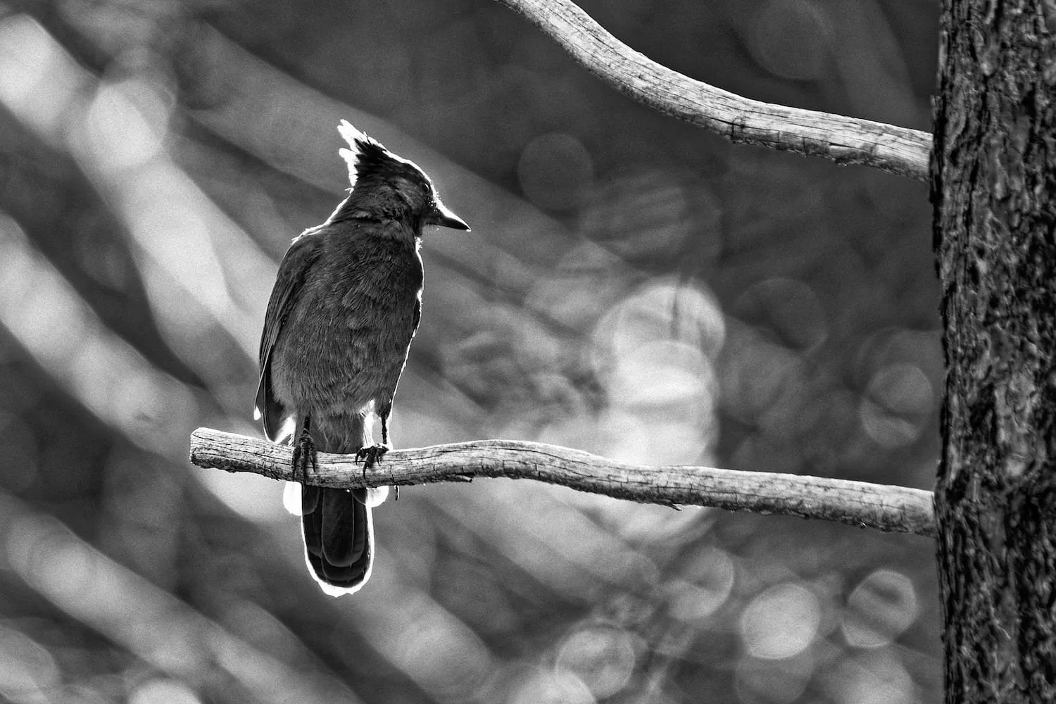 Black and white photograph of a bird perched on a tree branch, with textured tree trunk on the right and a blurred background of out-of-focus circles and branches.