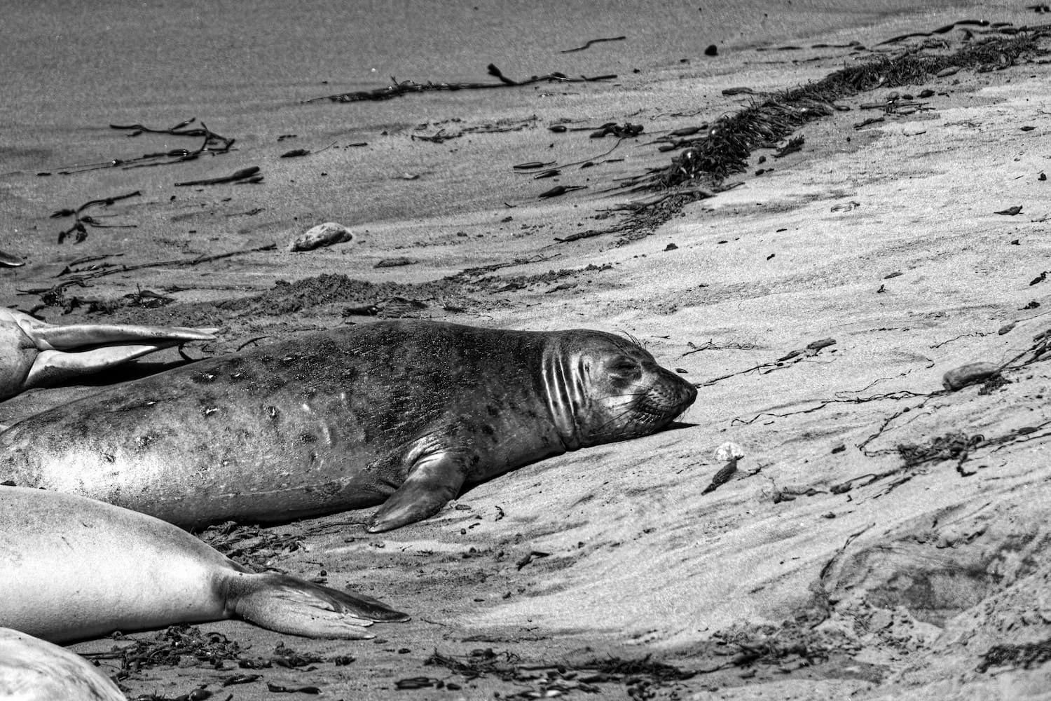 A dead seal lying on a sandy beach with other seals nearby and seaweed scattered around.