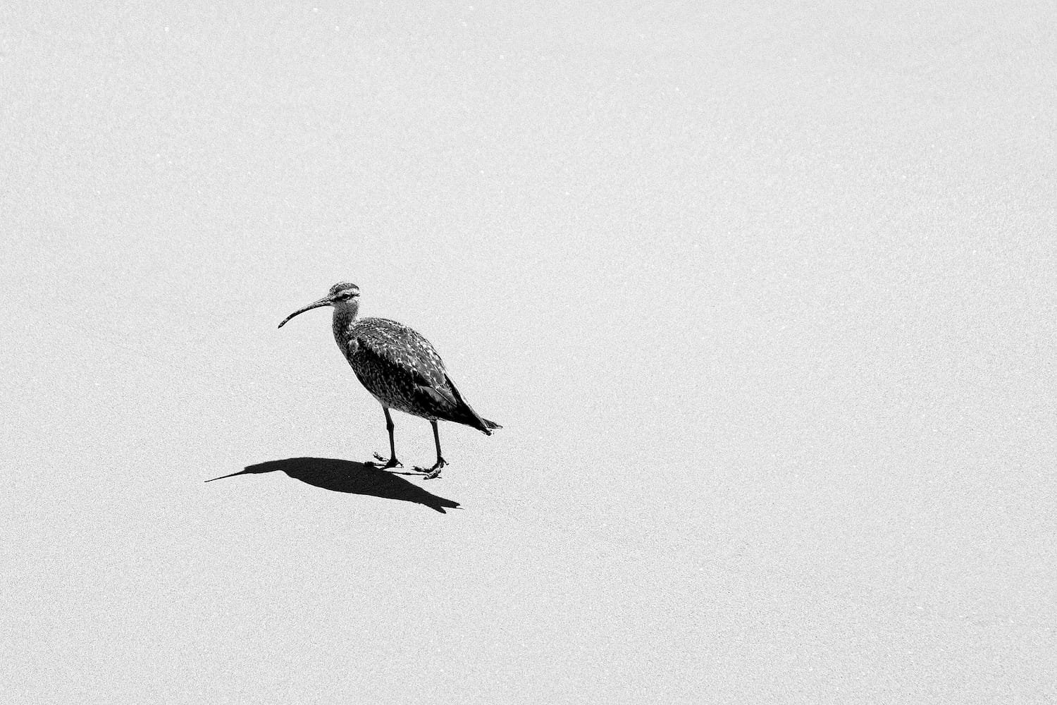 A black and white photo of a bird with a long, curved beak standing on the ground, casting a shadow.