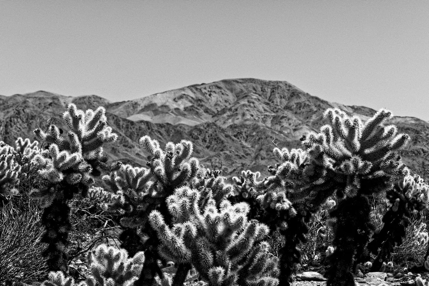 Black and white landscape of desert with cacti in the foreground and mountains in the background.