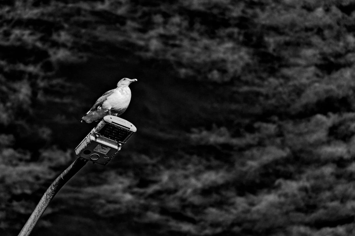 A bird perched on a streetlamp against a dark, textured background.