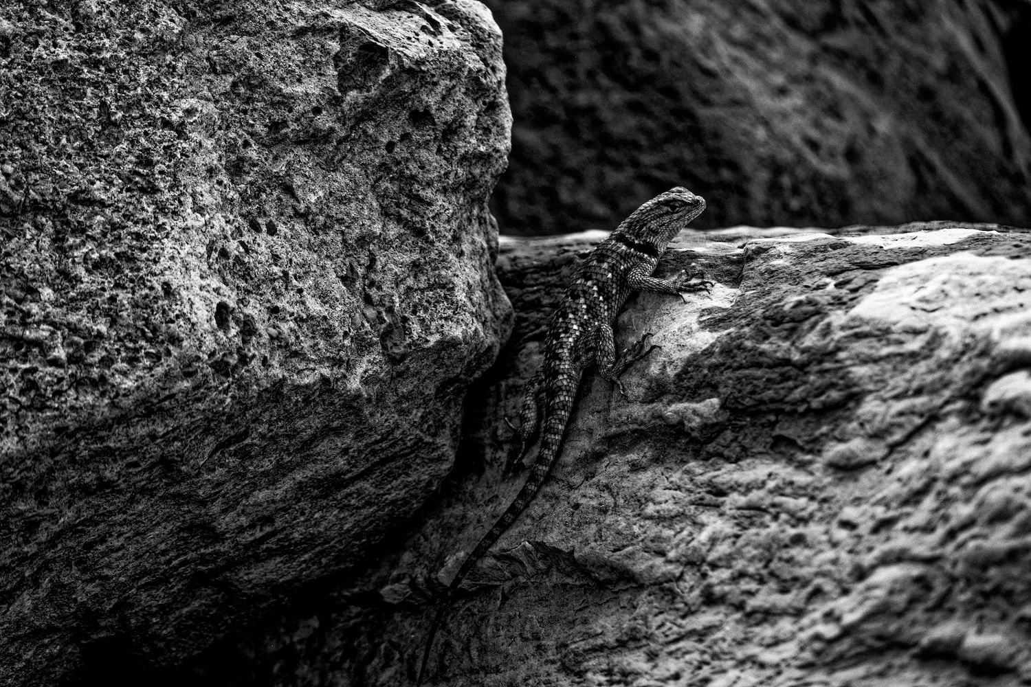 A black and white photo of a lizard climbing on rocks.