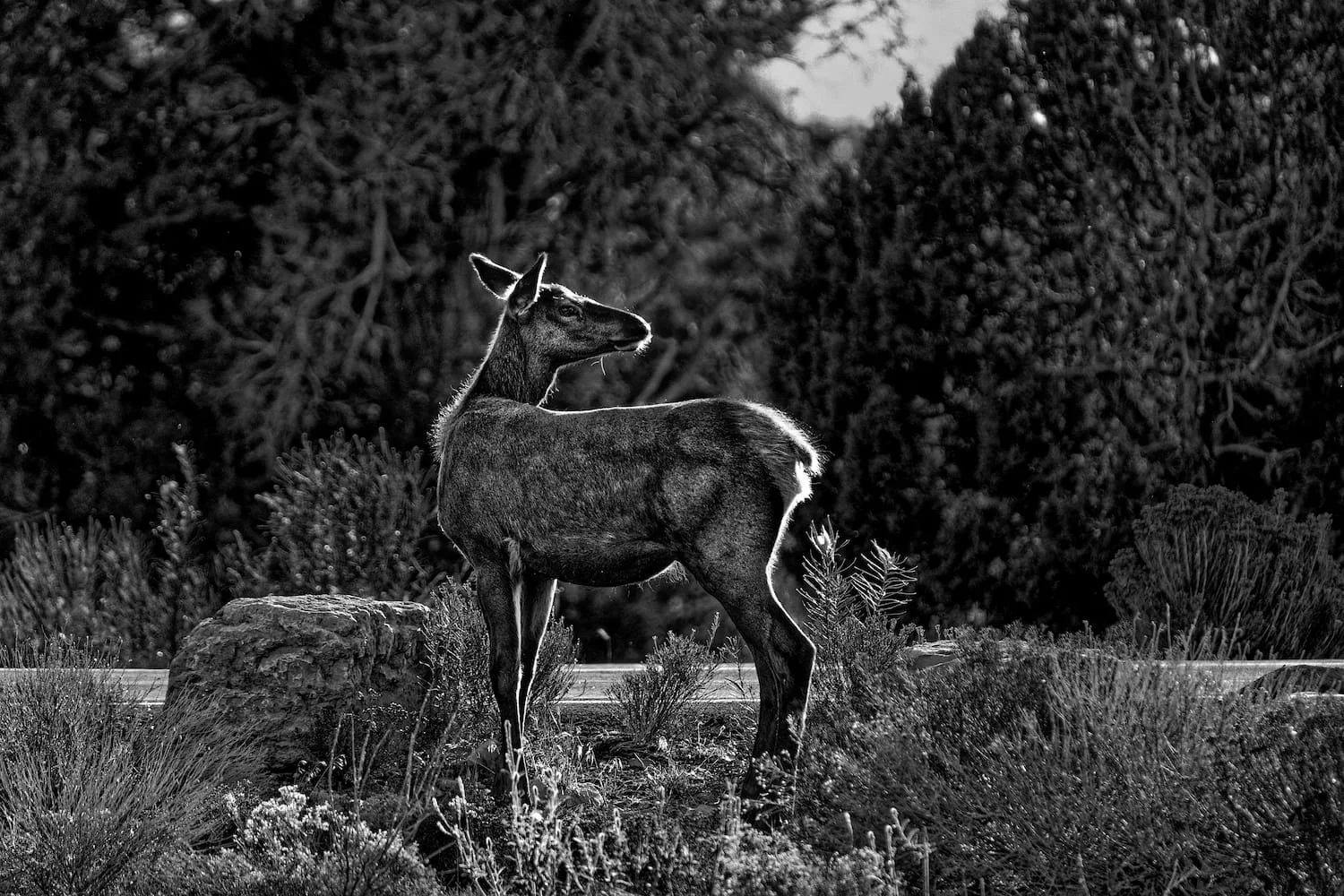 A black and white photo of a young deer standing among plants and rocks, with dense trees in the background.