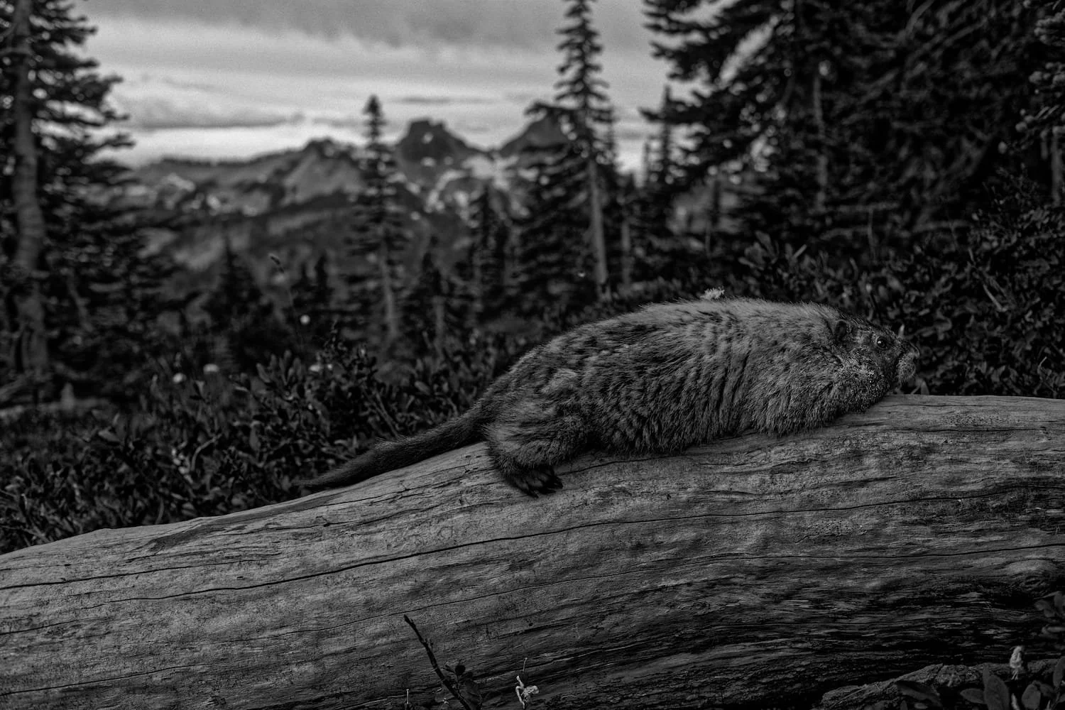 A marmot lying on a fallen log in a forest with mountains and trees in the background, in black and white.