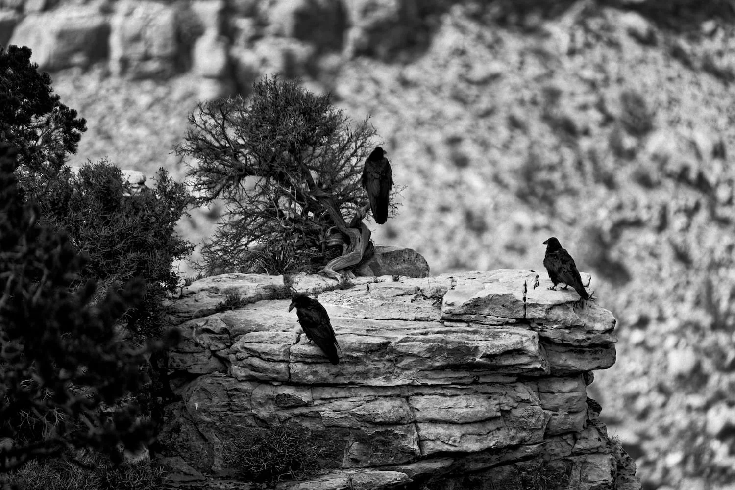Black and white photo of a rocky cliff with a twisted tree and three birds perched on the rocks, with a rugged, mountainous background.