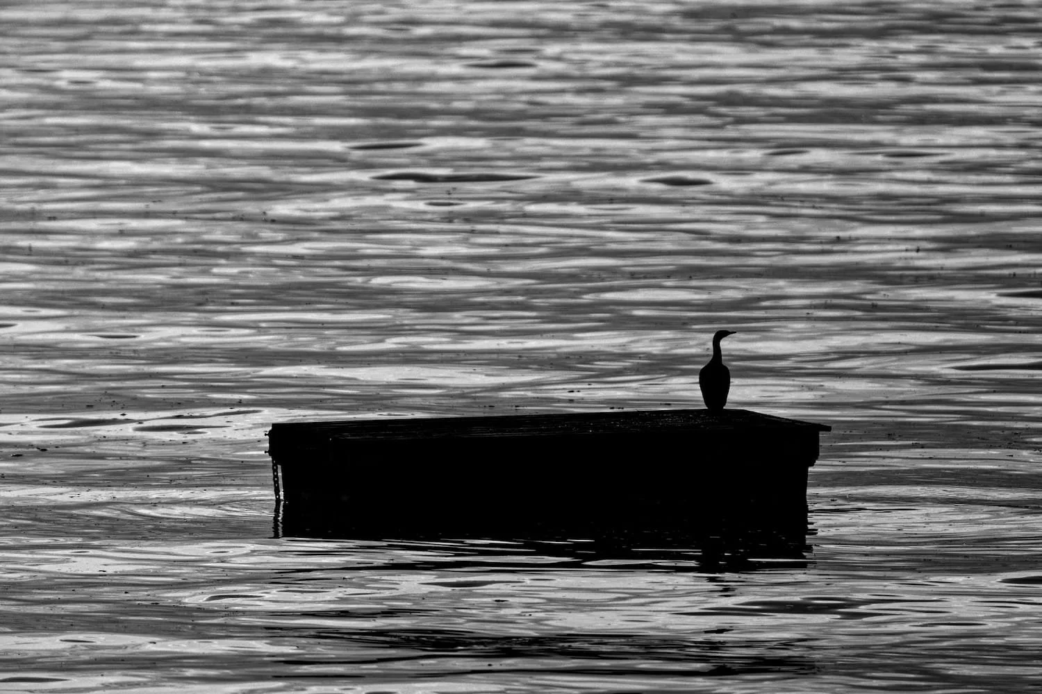 Silhouette of a bird on a dock floating on a calm body of water, with ripples on the surface.