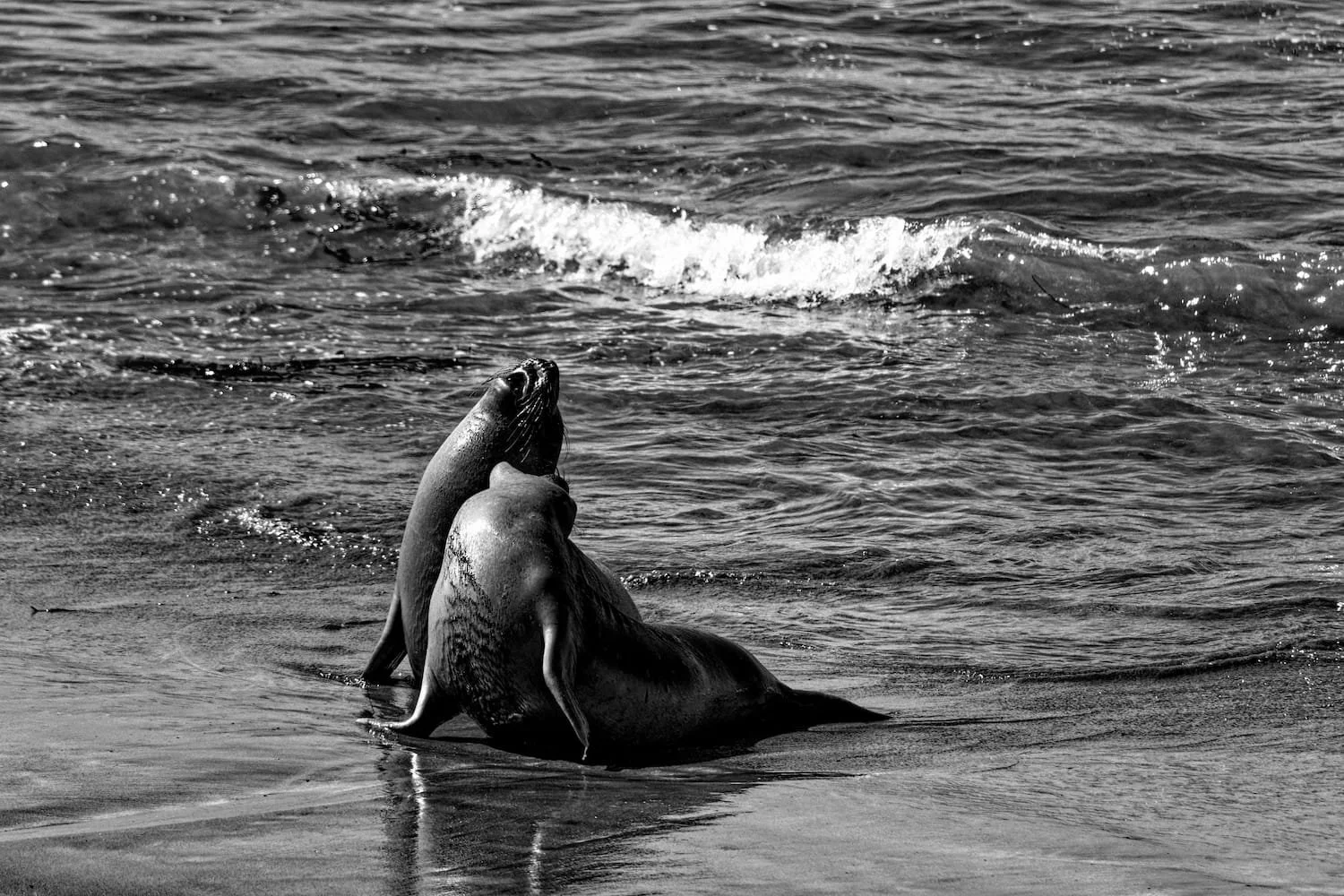 Two seals on a beach with waves in the background, captured in black and white.