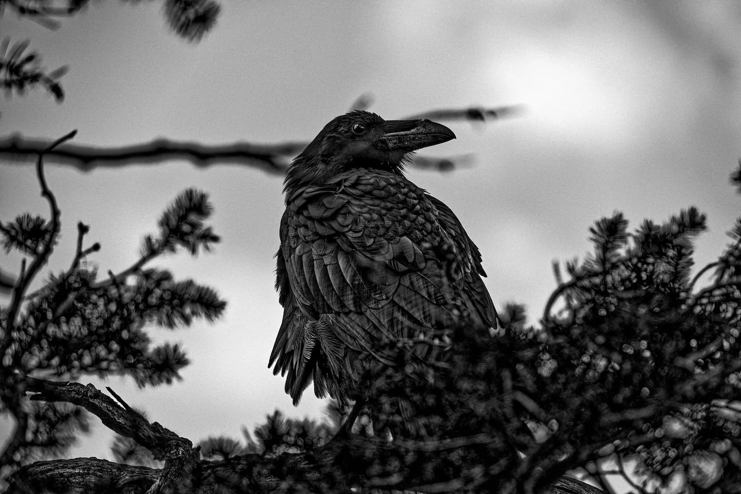 A black and white photo of a bird, likely a Kingfisher, perched on a tree branch among pine needles and branches, with a cloudy sky in the background.