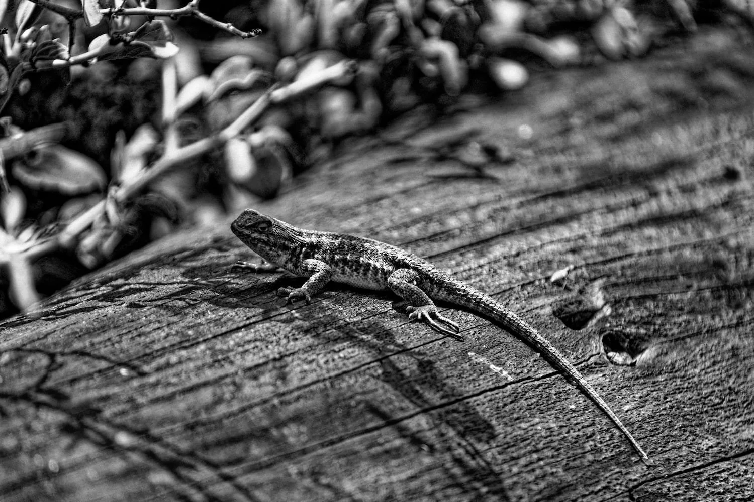 A small lizard with striped markings on a textured wooden surface, with some greenery in the background.
