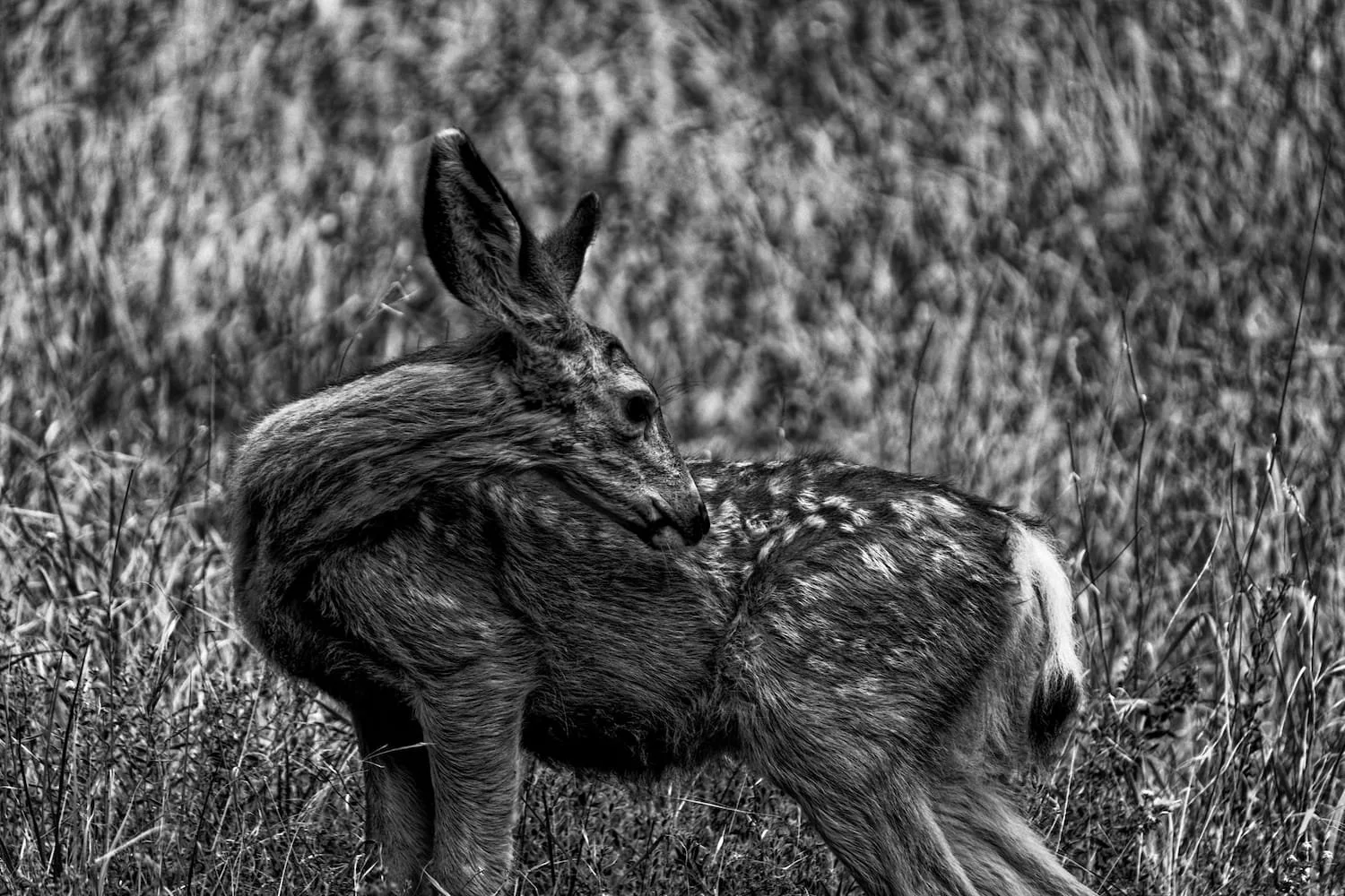 Black and white photo of a deer grooming itself in a grassy field.