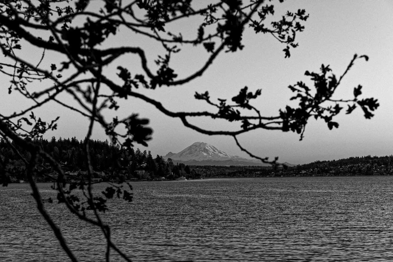 Black and white photo of a lake with Mount Rainier in the distant background, partially blocked by tree branches in the foreground.