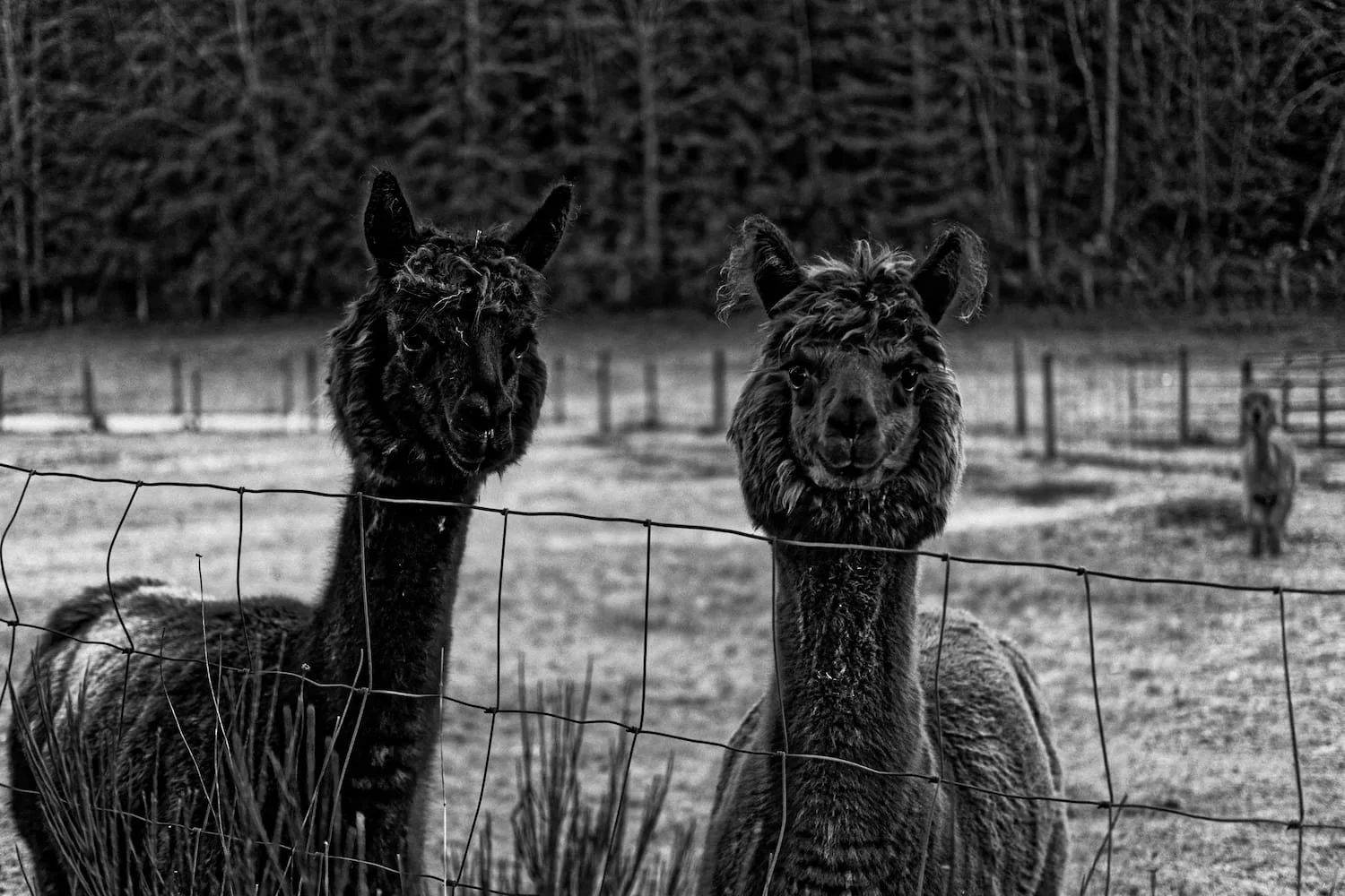 Two llamas standing behind a wire fence in a rural area, with trees in the background.