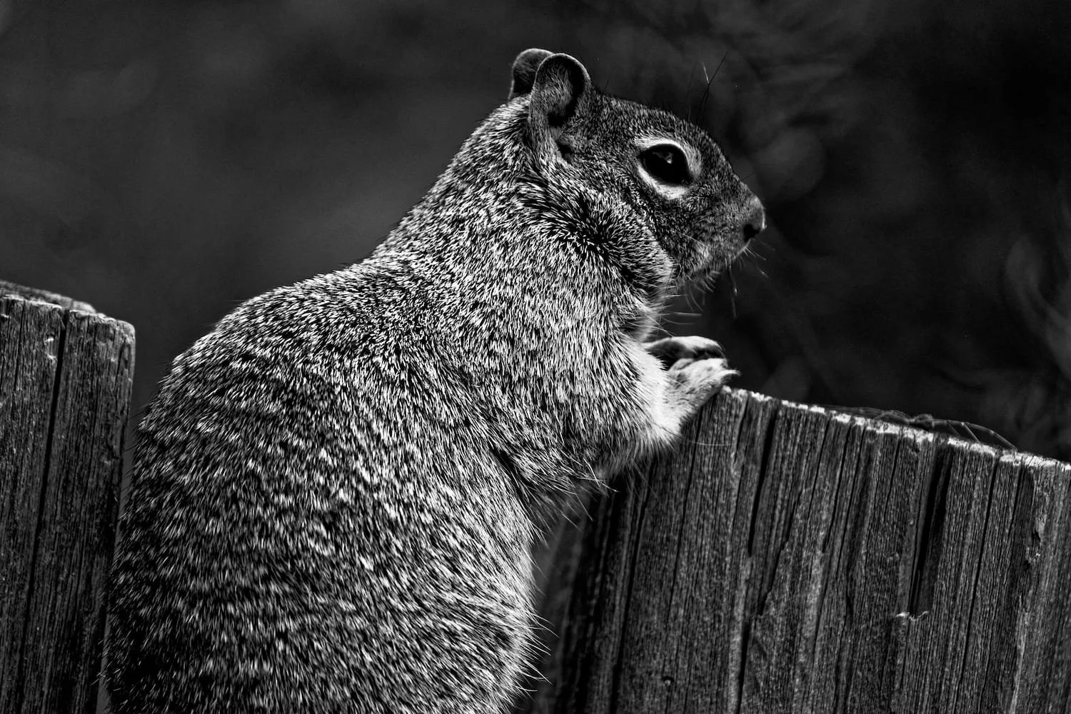 A black-and-white photo of a squirrel standing on a wooden fence, looking to the side.