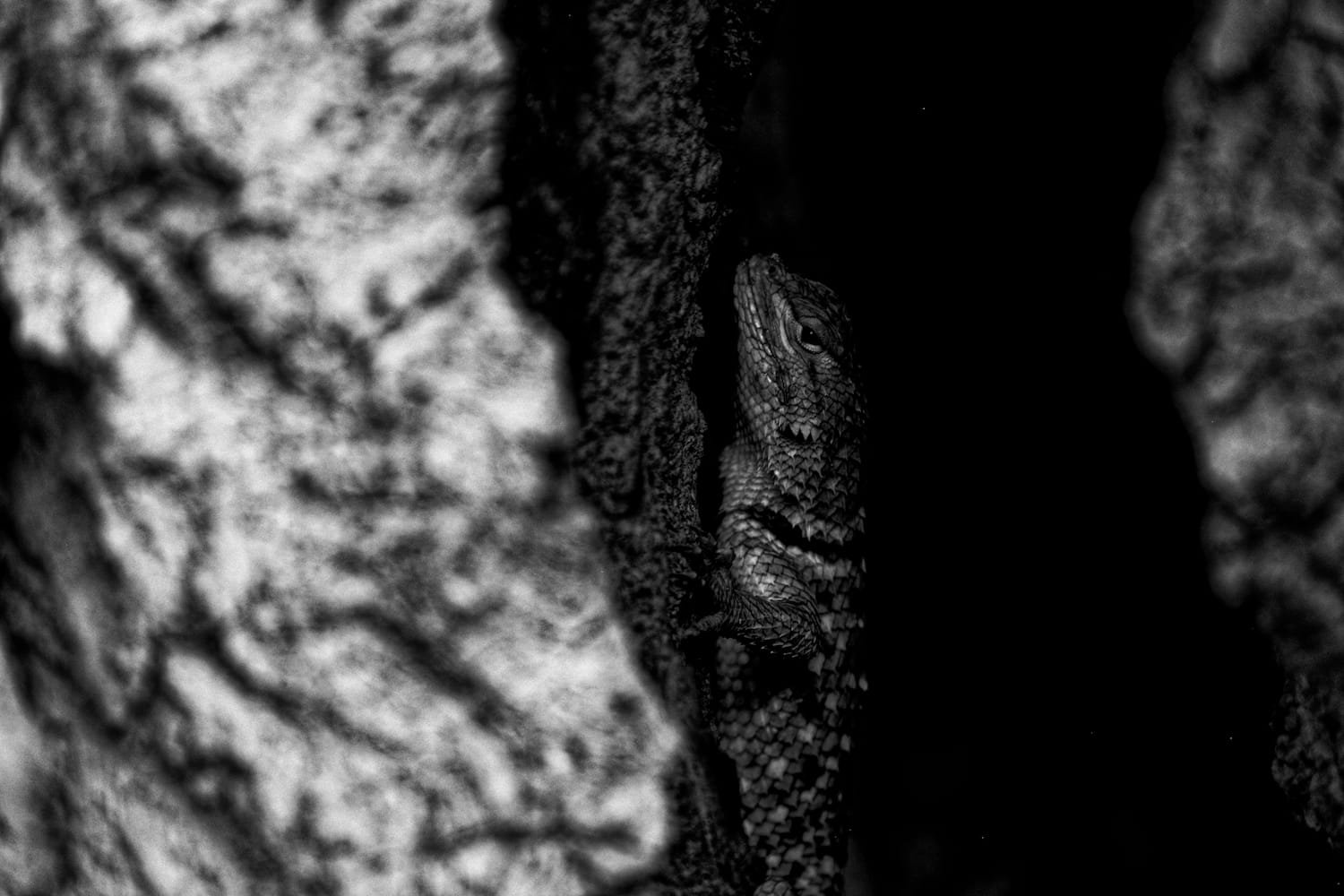 A dark, shadowy crevice in a rock formation with a lizard's eye and part of its face visible inside.