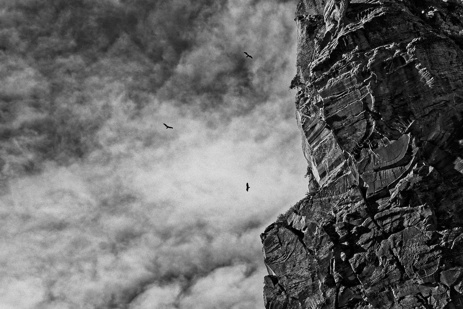 Black and white photo of a rugged cliffside with several birds flying in the sky.