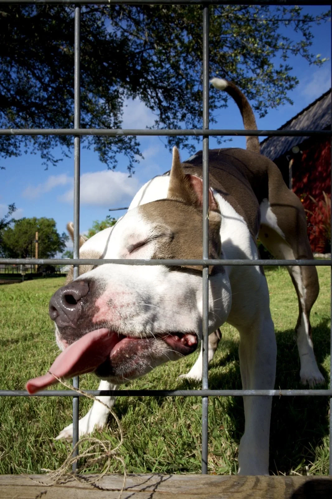 cute dog american staffordshire terrier pitbull mix at farm licking grass dog eats leaf