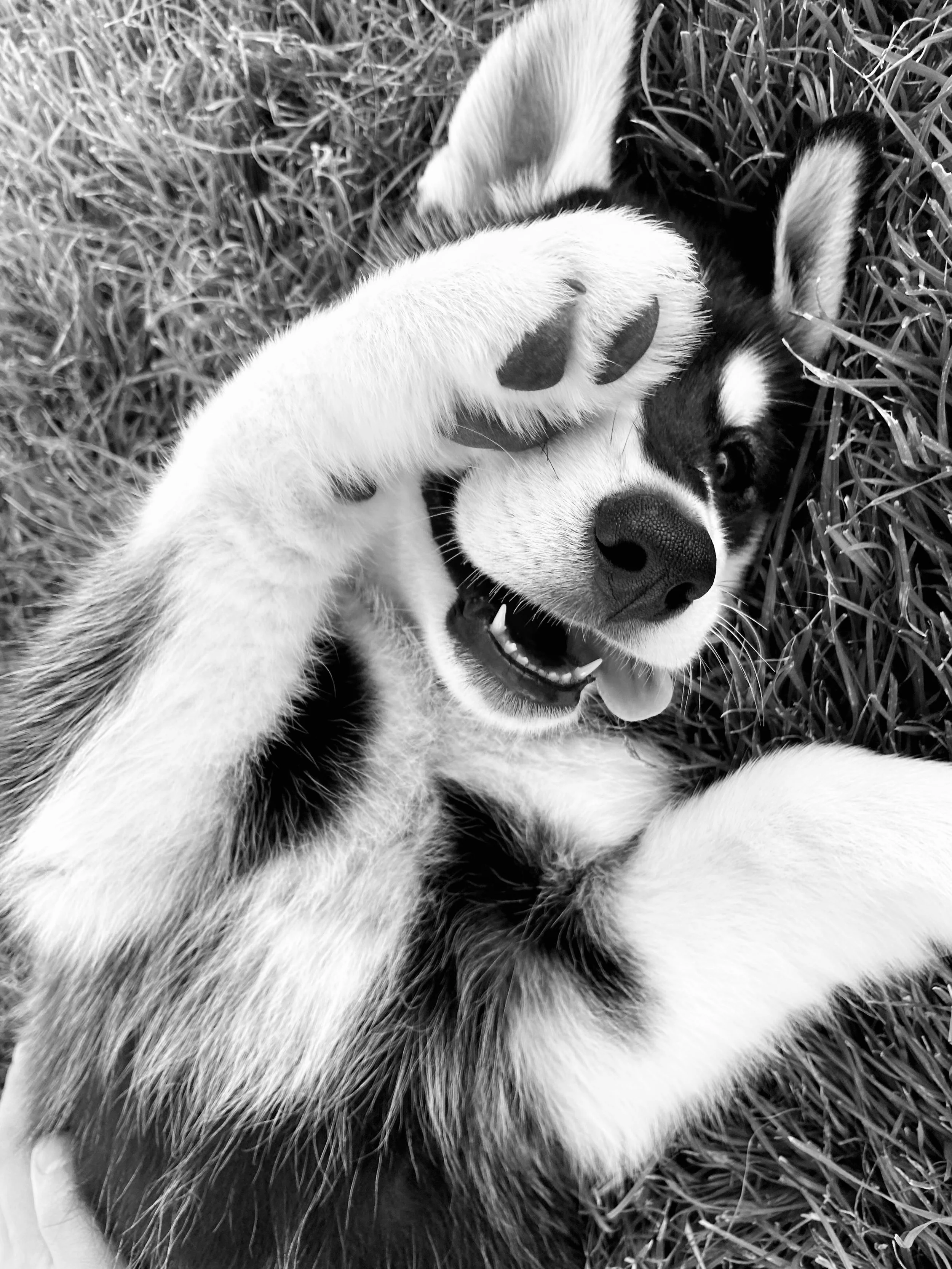HUSKY.jpg