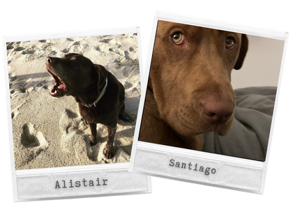 Two Polaroid-style photos of dogs. The first photo shows a chocolate lab named Alistair on a sandy beach, barking in joy. The second photo shows a chocolate lab puppy named Santiago with a close-up of his face, looking at the camera with hazel eyes.