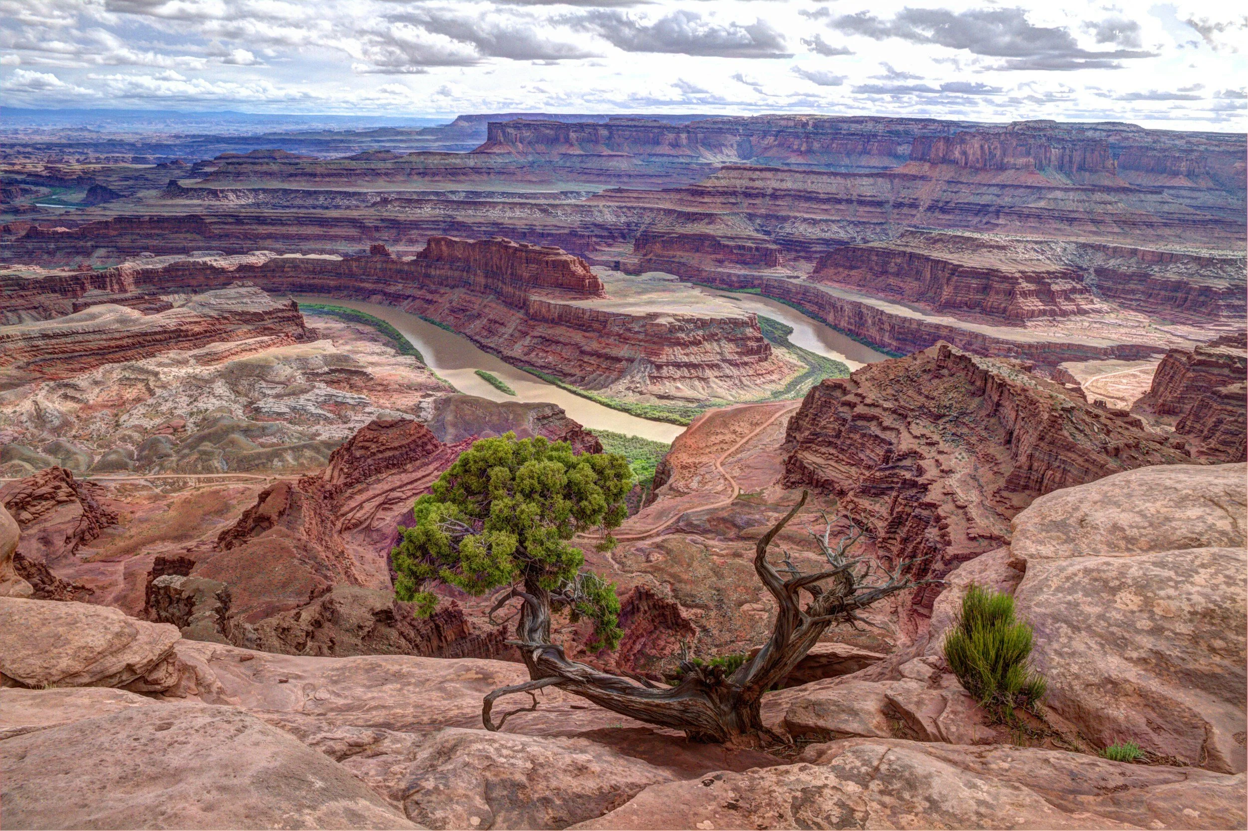 A juniper tree and the Colorado River - Dead Horse Point State Park