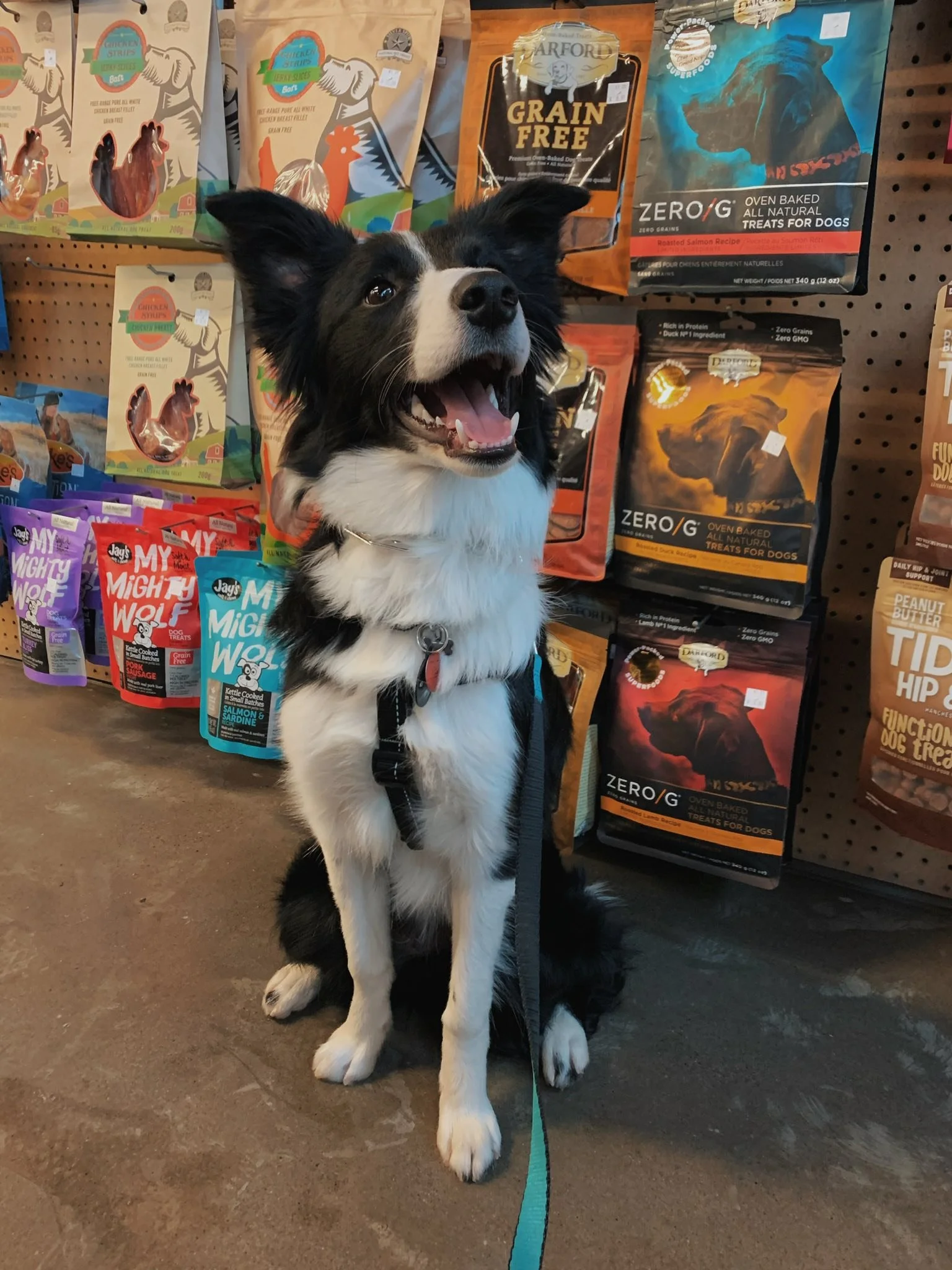 Reactive Dog Training