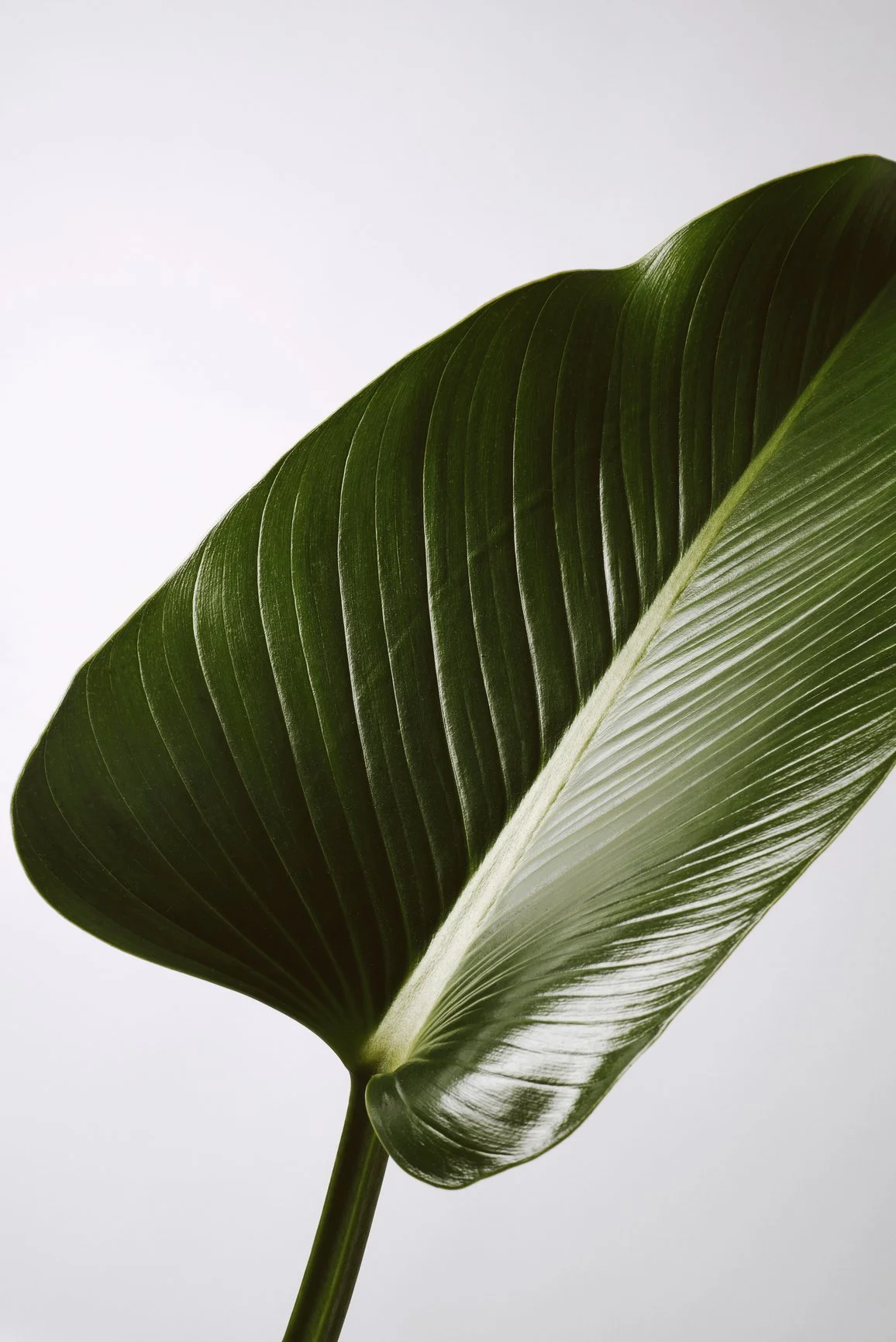 Close-up of a large green banana leaf against a plain white background.