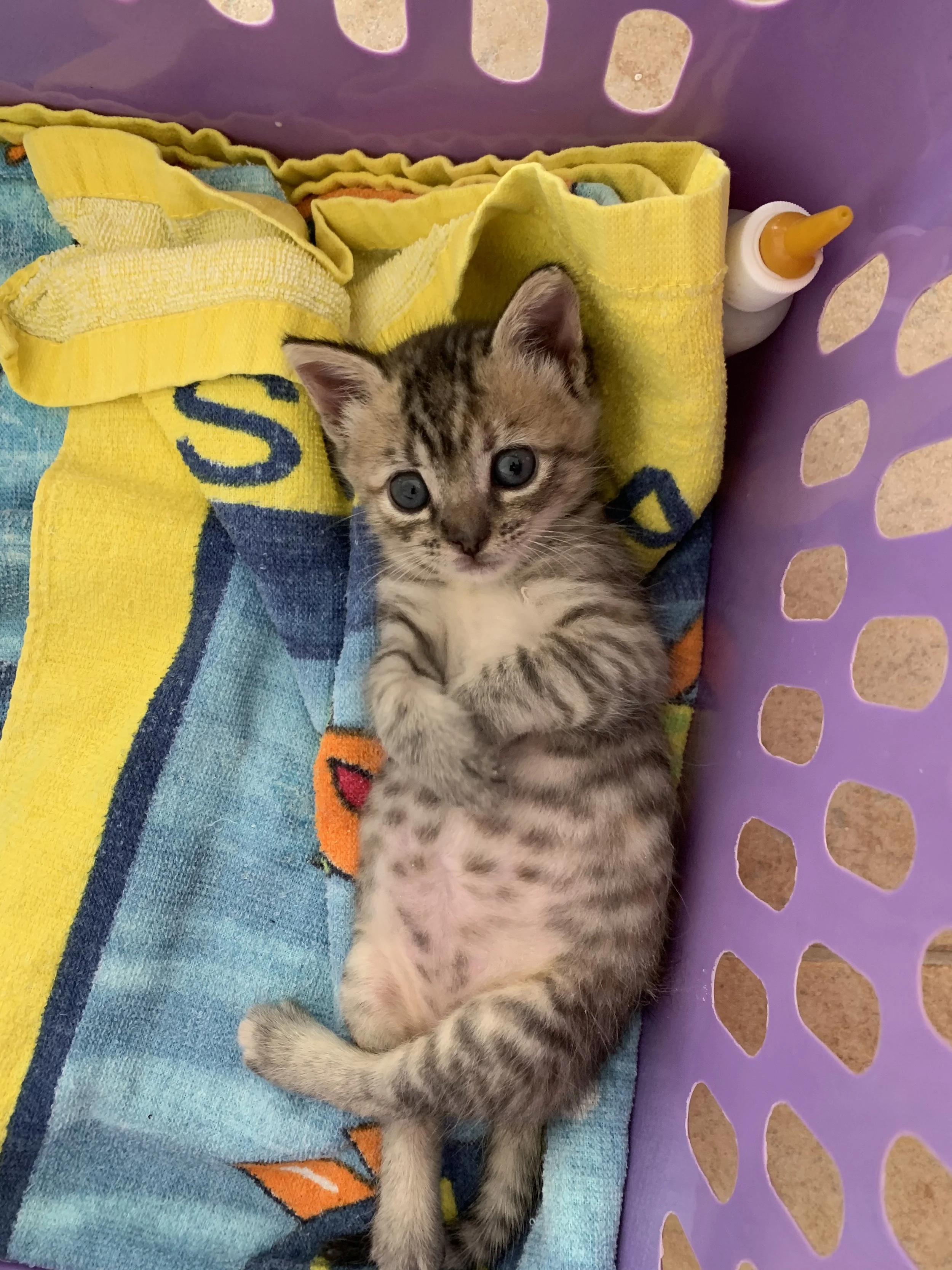 A small gray tabby kitten with blue eyes lying on a colorful towel inside a purple laundry basket, with a white and orange squeeze bottle nearby.