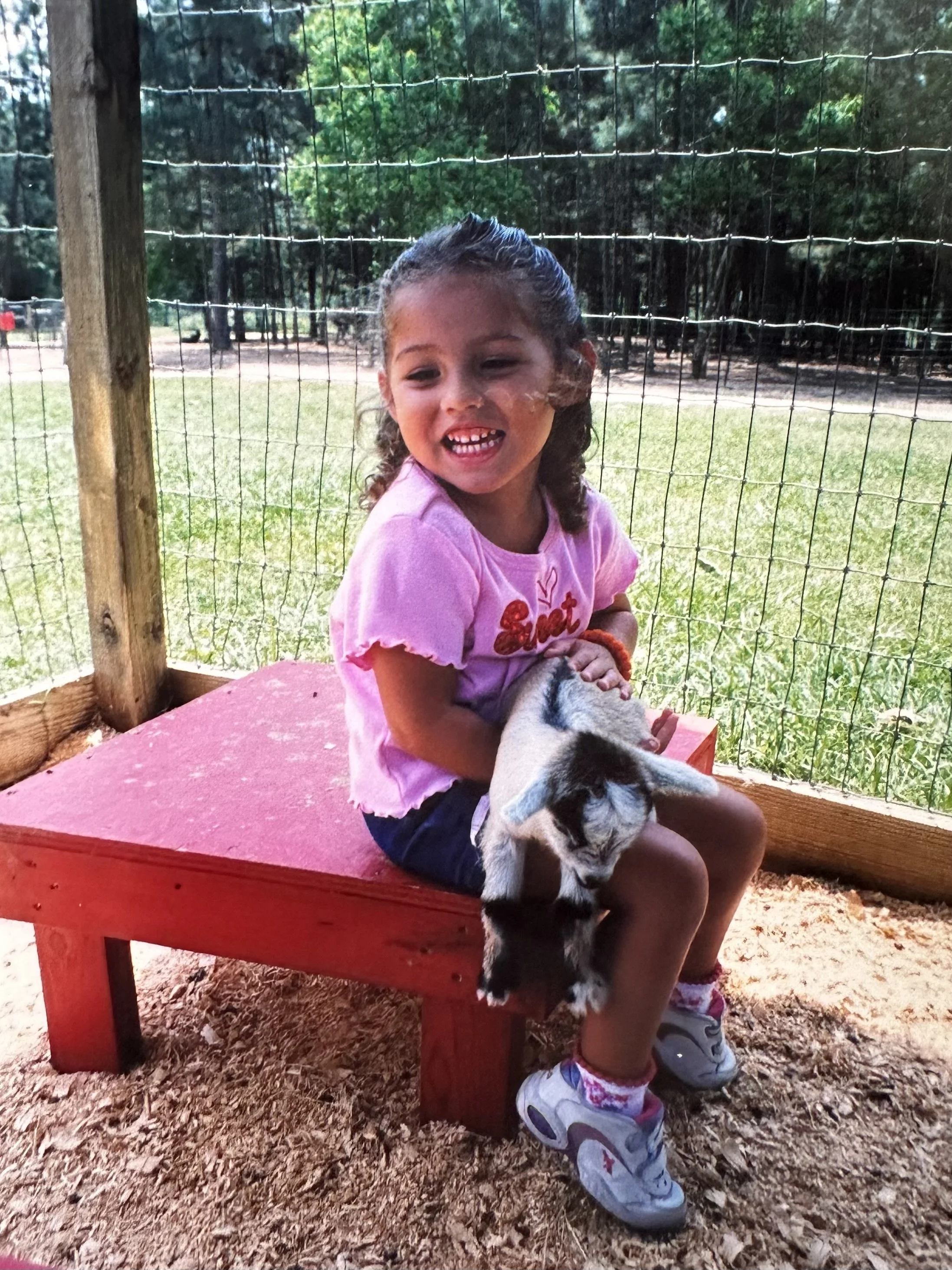 A young girl with curly hair, wearing a pink T-shirt and sneakers, sitting on a red wooden bench inside an outdoor fenced area, holding a small goat.