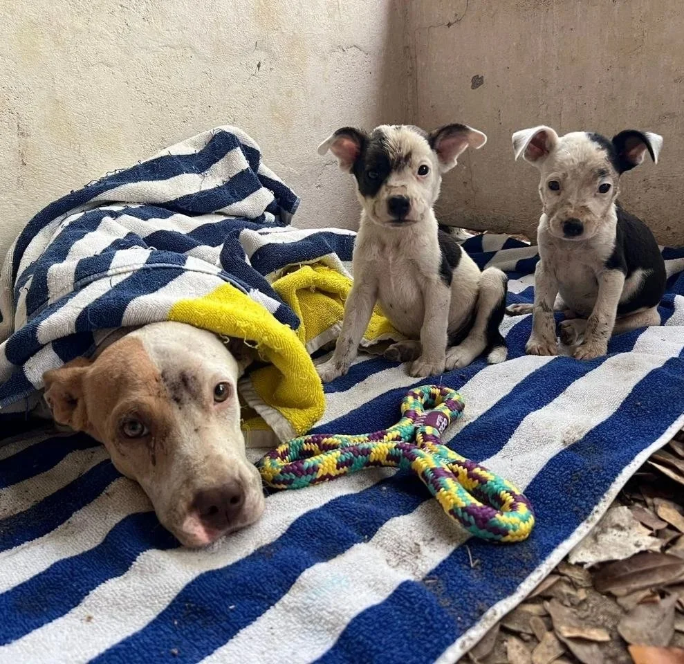 Three puppies and one adult dog on a striped towel, with a colorful rope toy close to the adult dog, in a corner with a wall and ground covered with leaves.