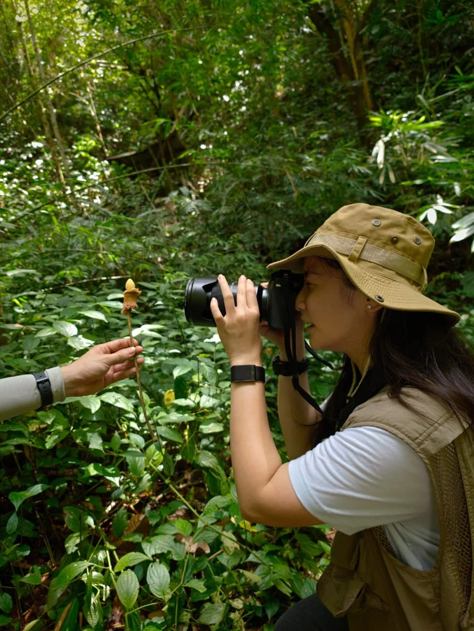 Petai (parkia speciosa) flower foraged on a jungle hike near Kampung Benuk, Sarawak