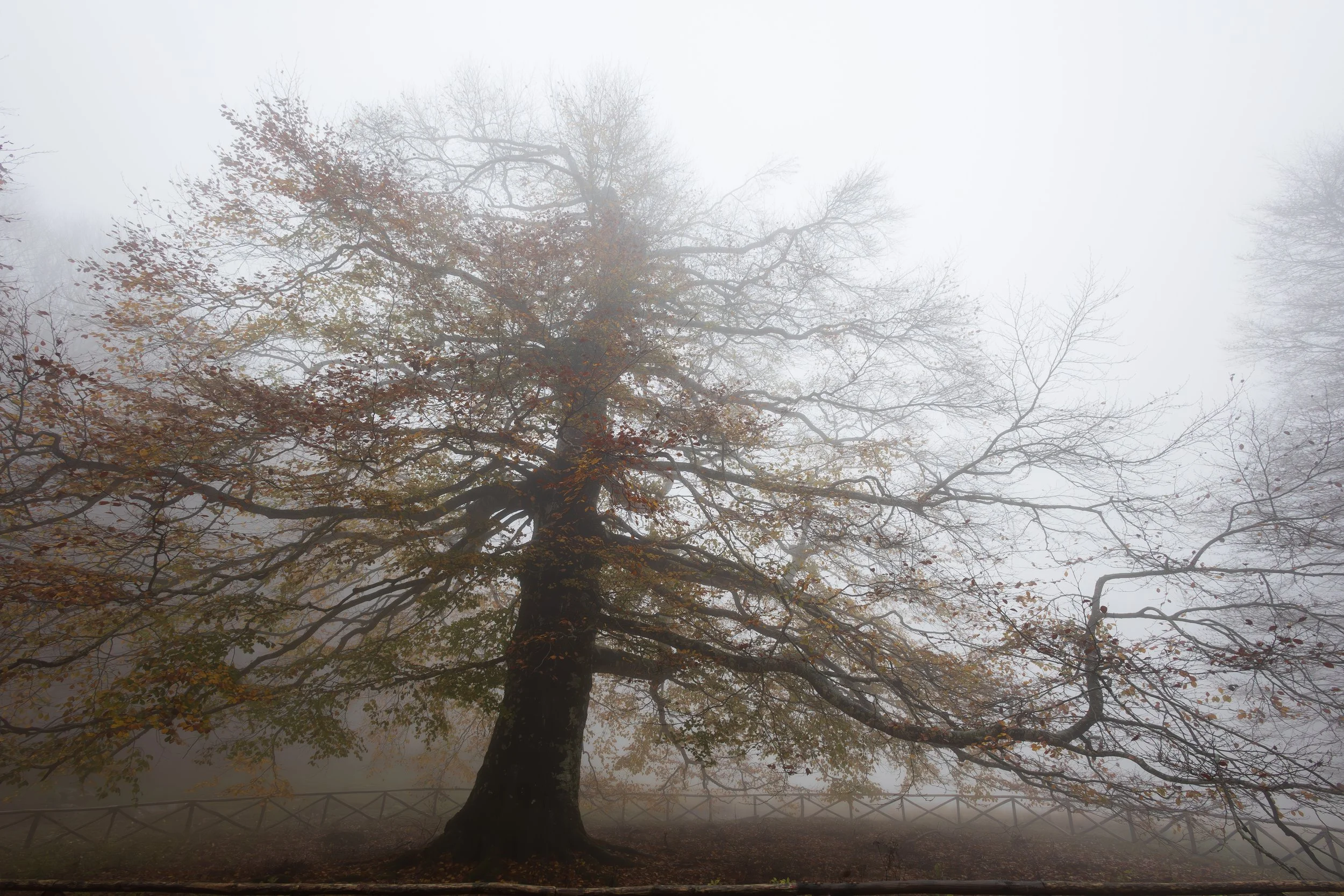paesaggio-amiata-nebbia-quercia-bolognesi.jpg