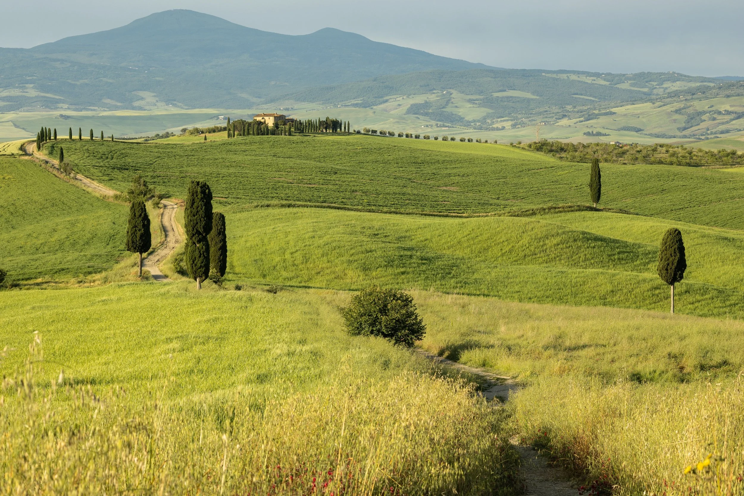 paesaggio della campagna di Pienza, cipressi del gladiatore.