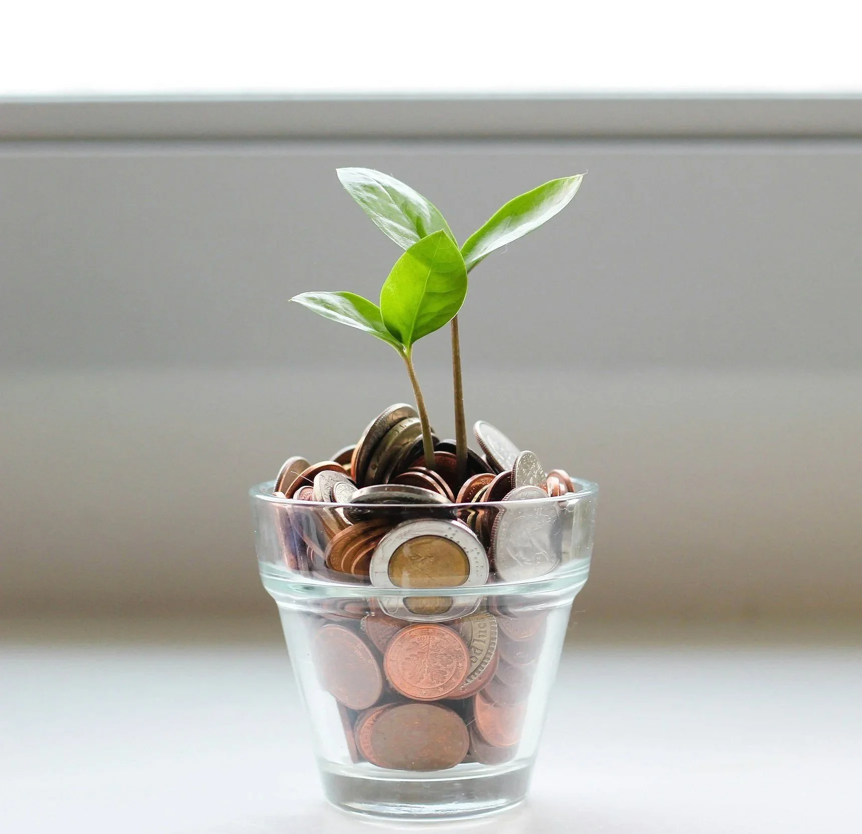 A glass container filled with coins, with a small green plant growing from the coins.