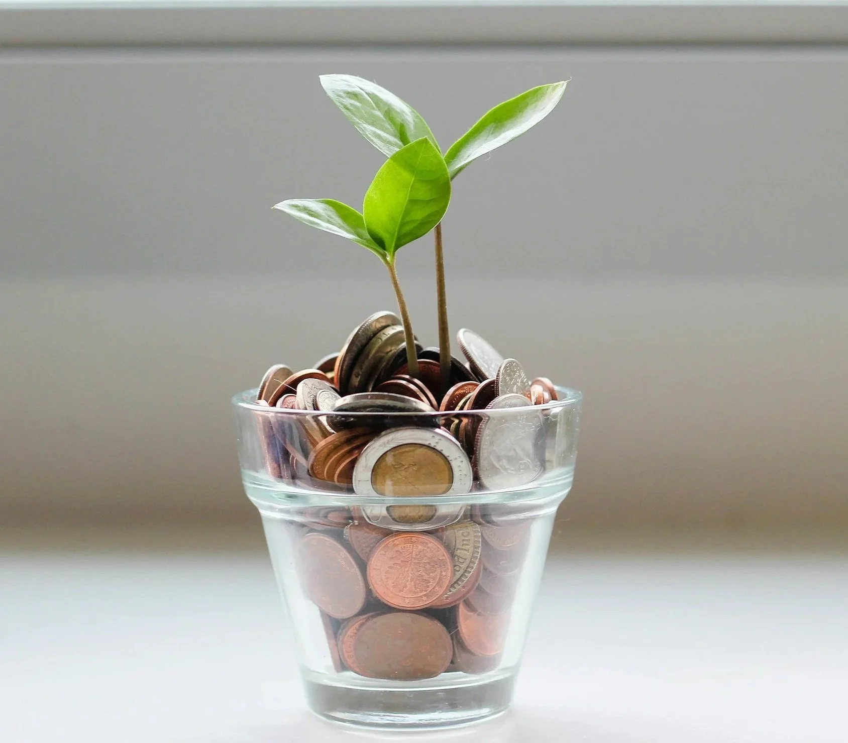 A small plant with green leaves growing out of a clear glass container filled with mixed coins.