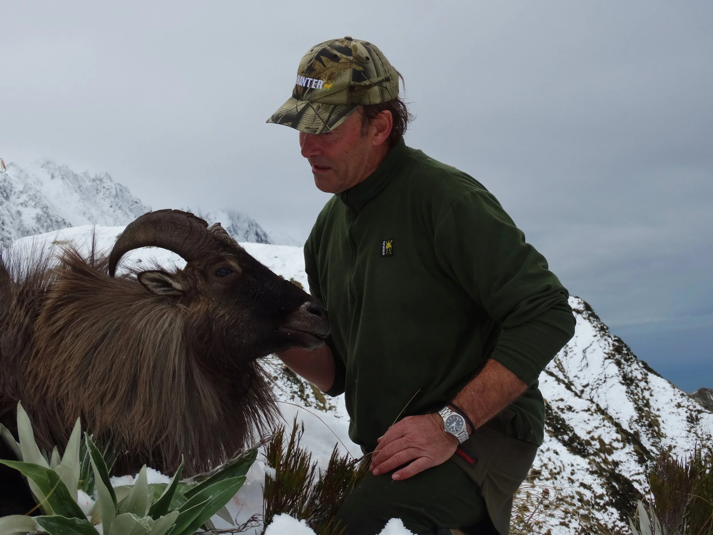 A man in outdoor gear, wearing a camouflage hat and a green jacket, stands next to a mountain goat with large curved horns in a snowy mountain landscape.