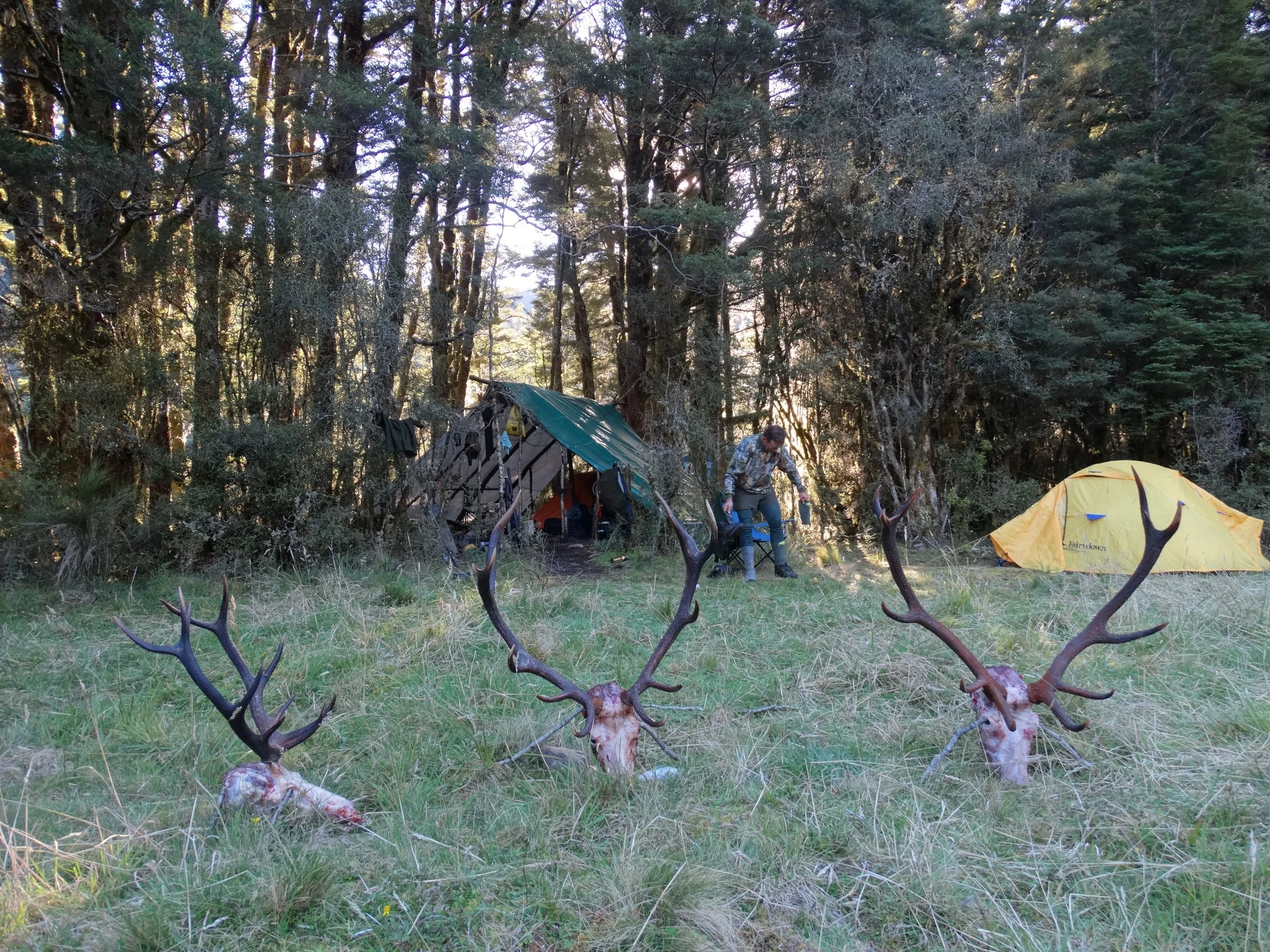 Roar Red Stags West Coast New Zealand