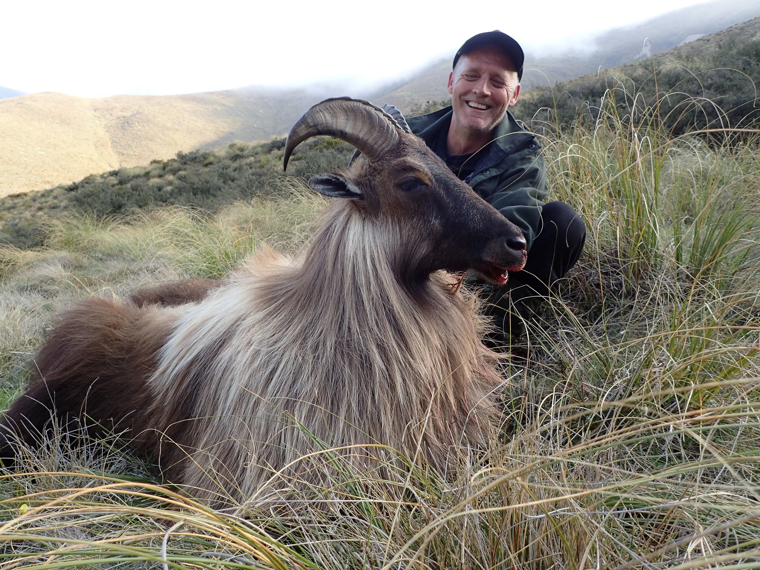 Bull Tahr