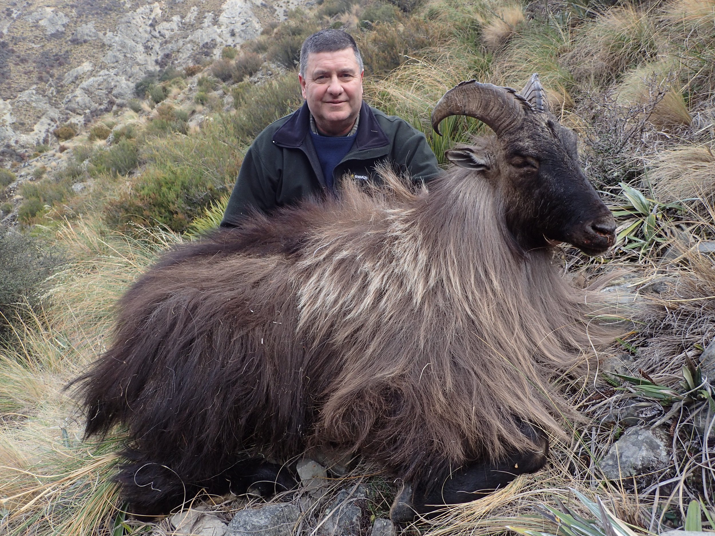 A man kneeling next to a large, furry goat with dark horns in a rocky, grassy hillside setting.