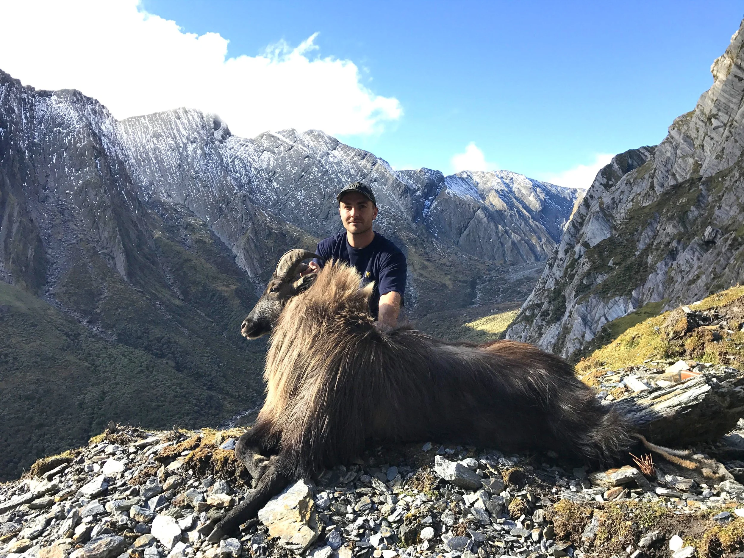 Bull Tahr South Island New Zealand