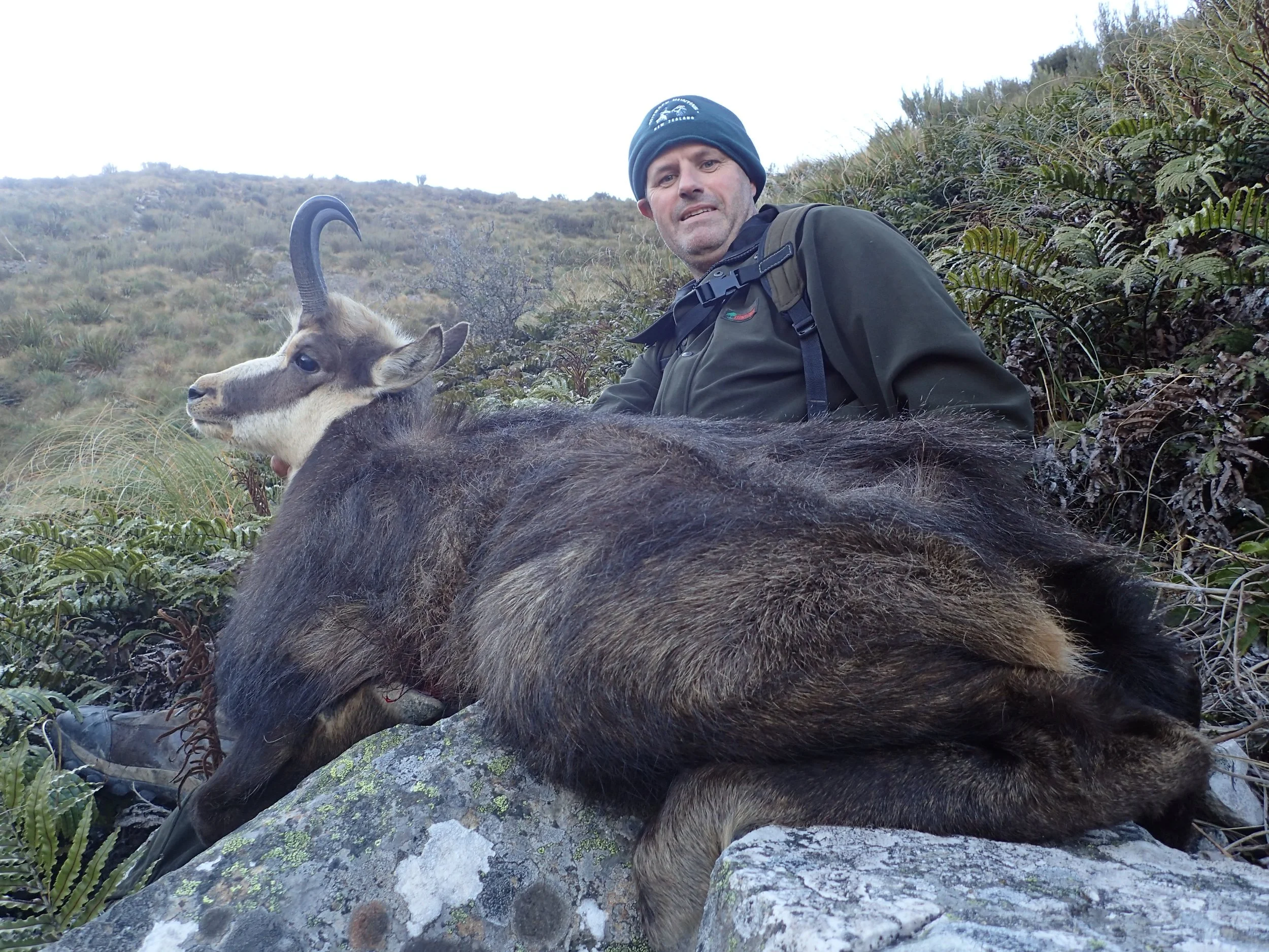Hiker resting on a rocky hillside next to a dead goat with curved horns, surrounded by green vegetation.