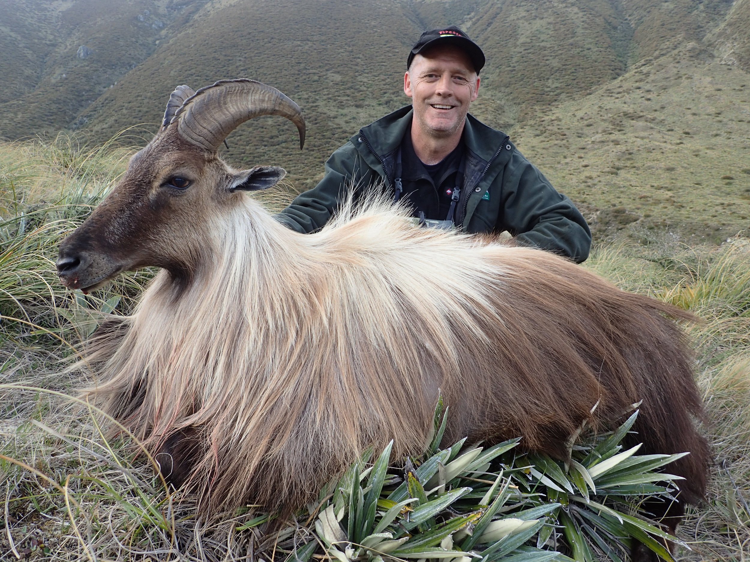 A smiling man in outdoor clothing kneels behind a large mountain goat with curved horns, lying on grass with mountainous terrain in the background.
