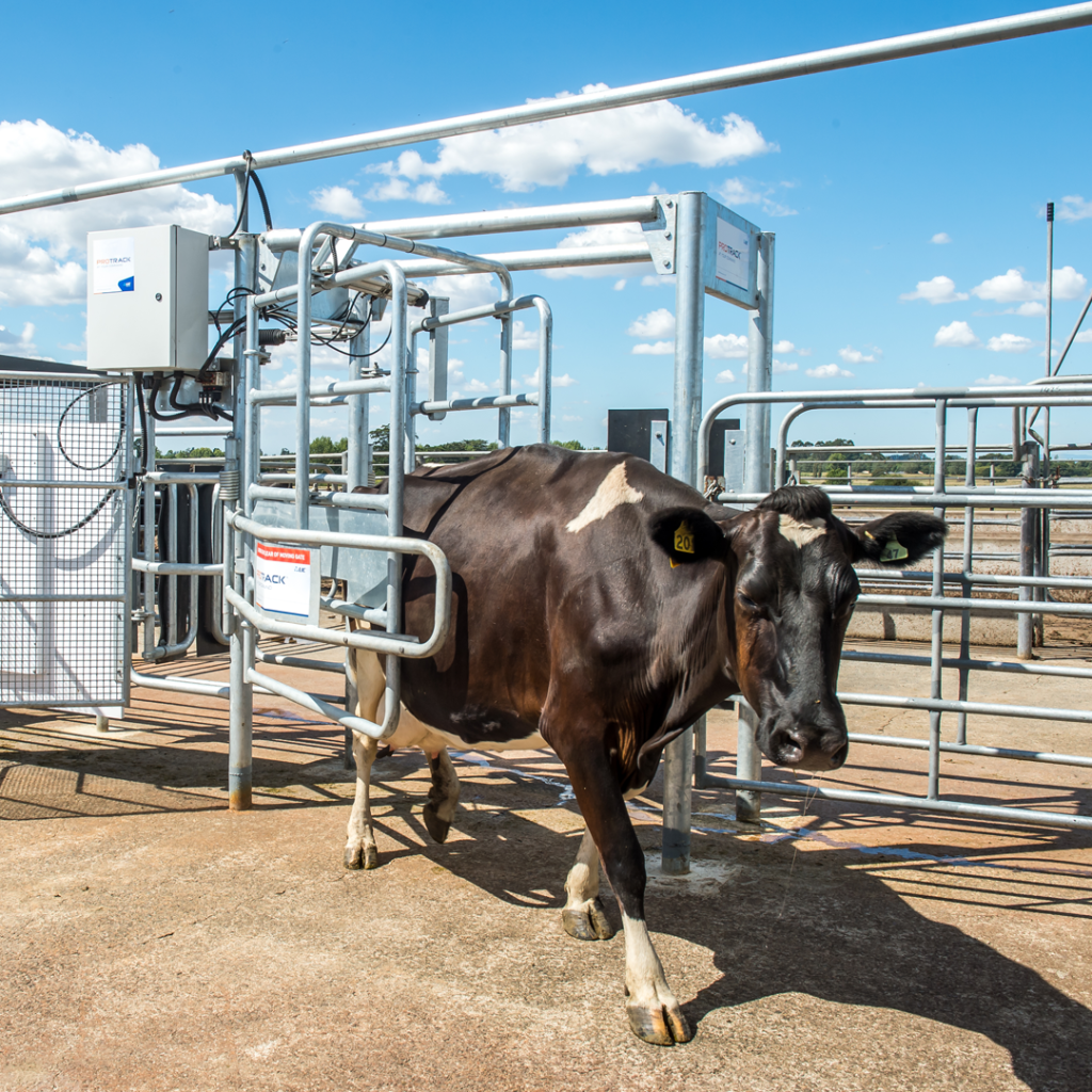 A dairy cow walking out of a metal milking parlor on a farm under a blue sky with clouds.