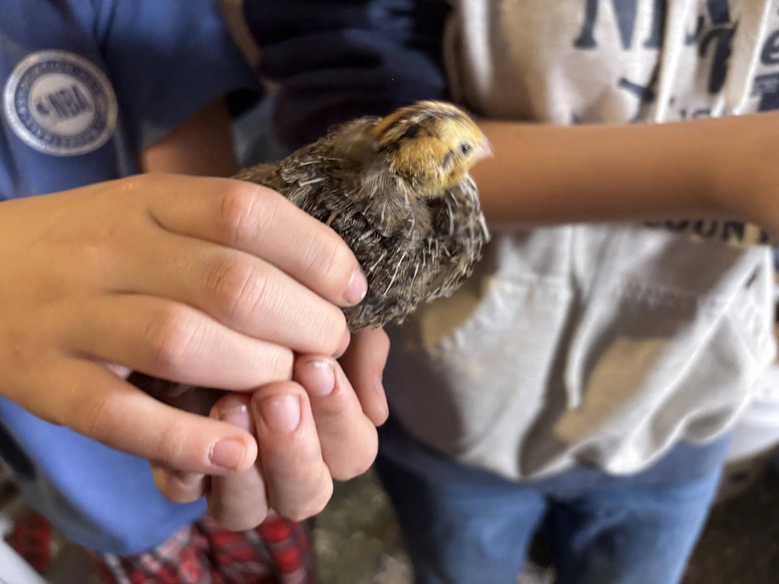 Incubation Setup and Early Hatch Consultation