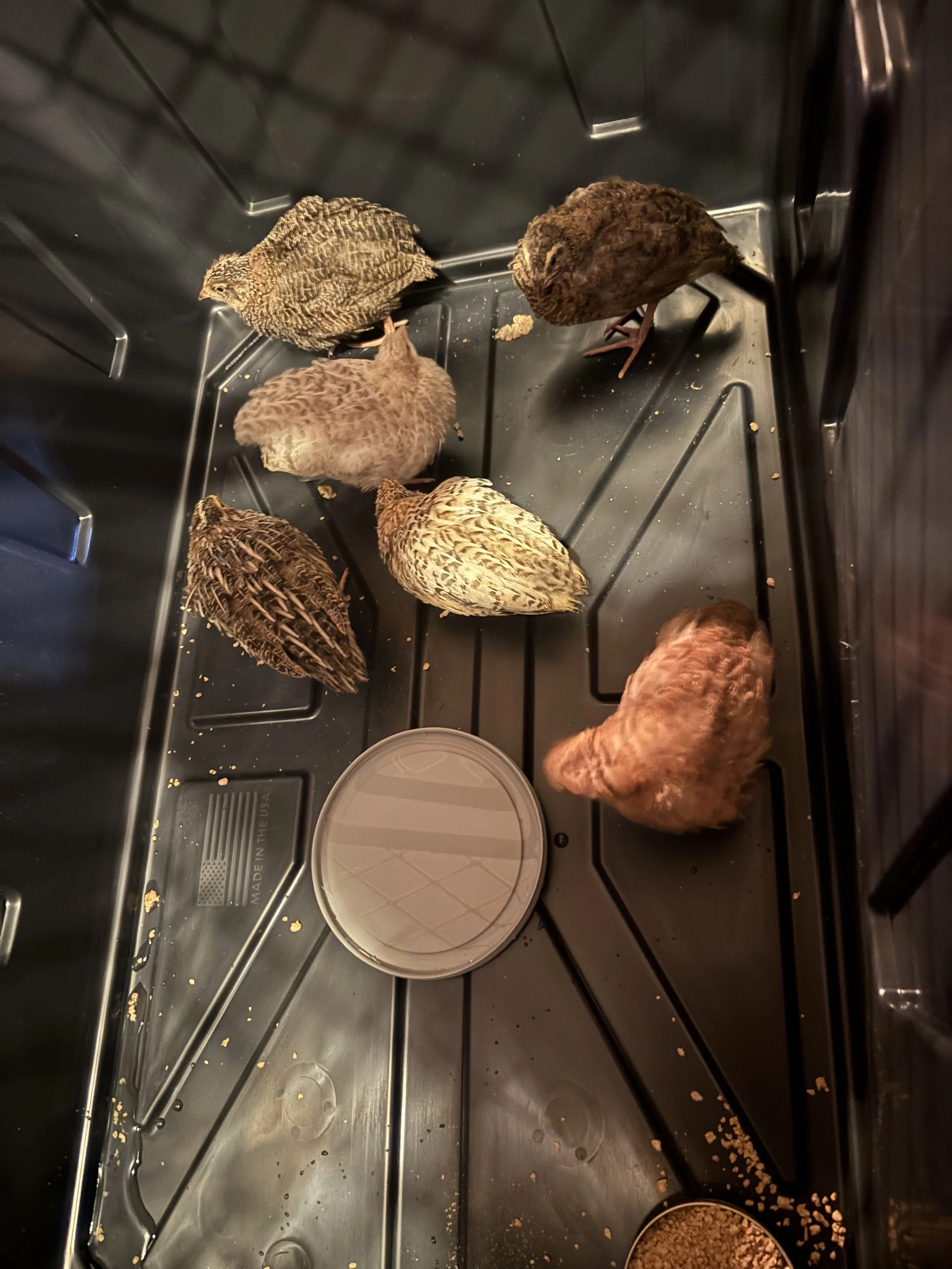 Celadon/Coturnix Straight run Chicks