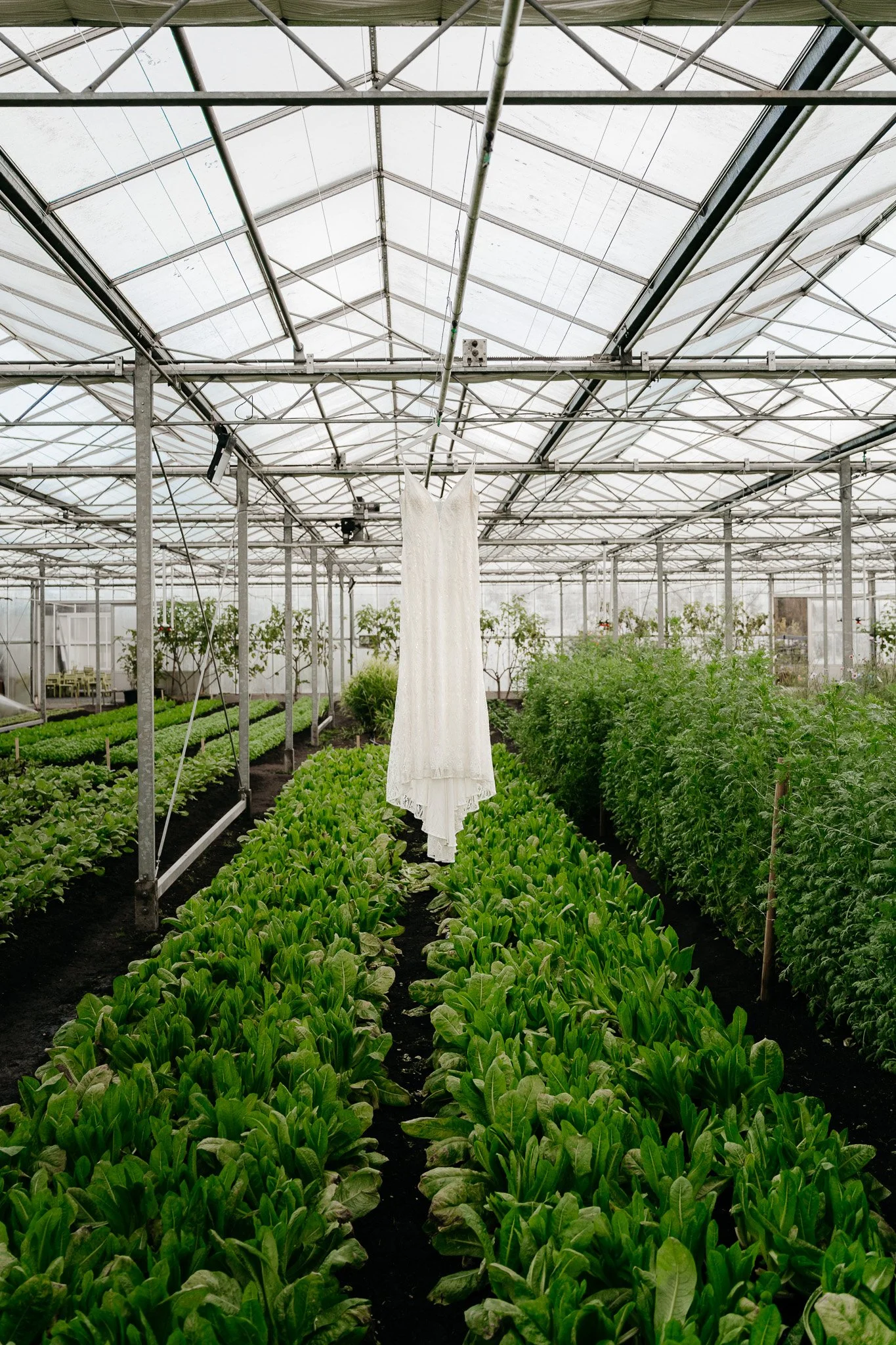 Een kas met groene planten en een witte trouwjurk tussen de planten.