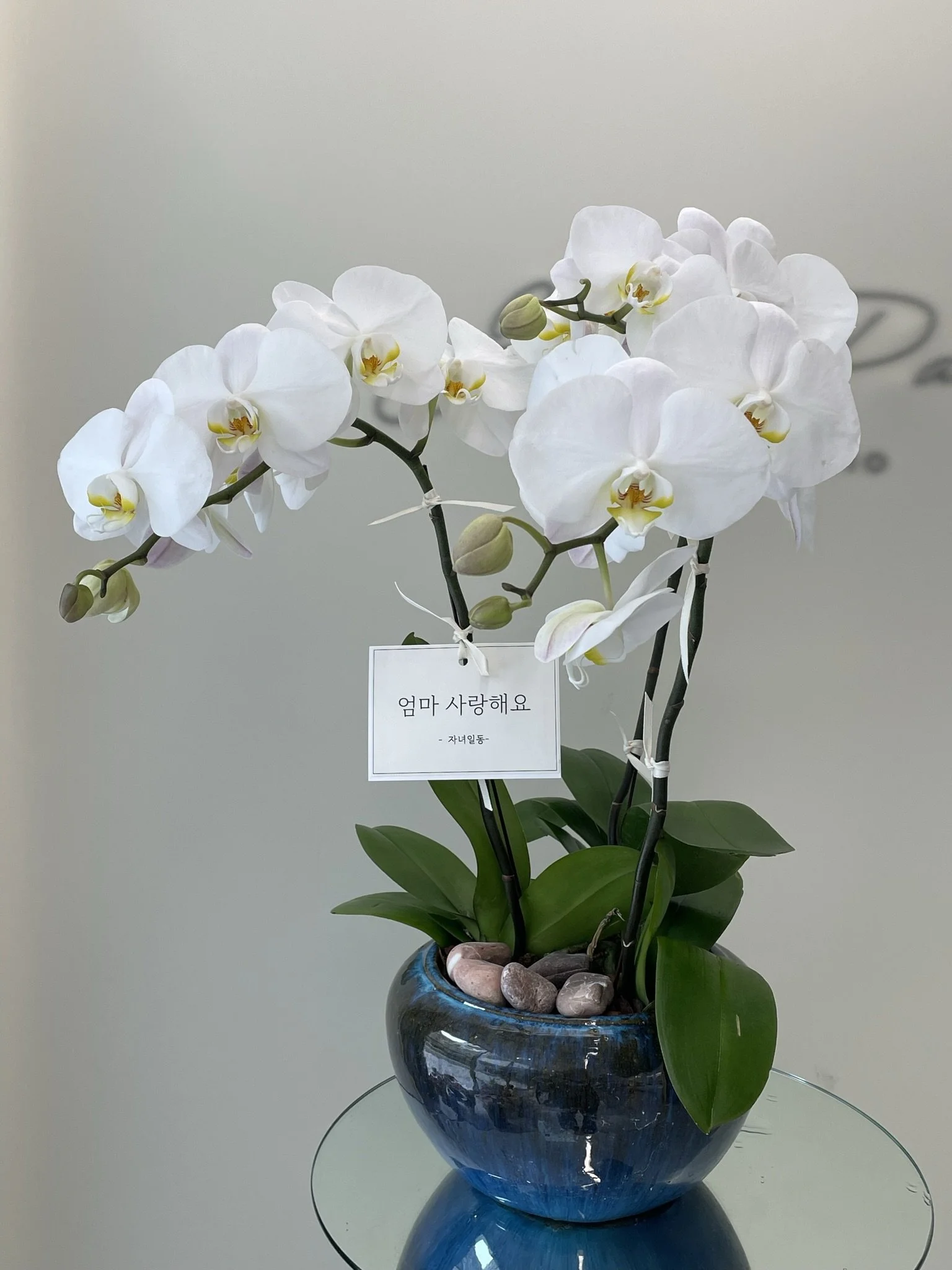 orchid10.webp