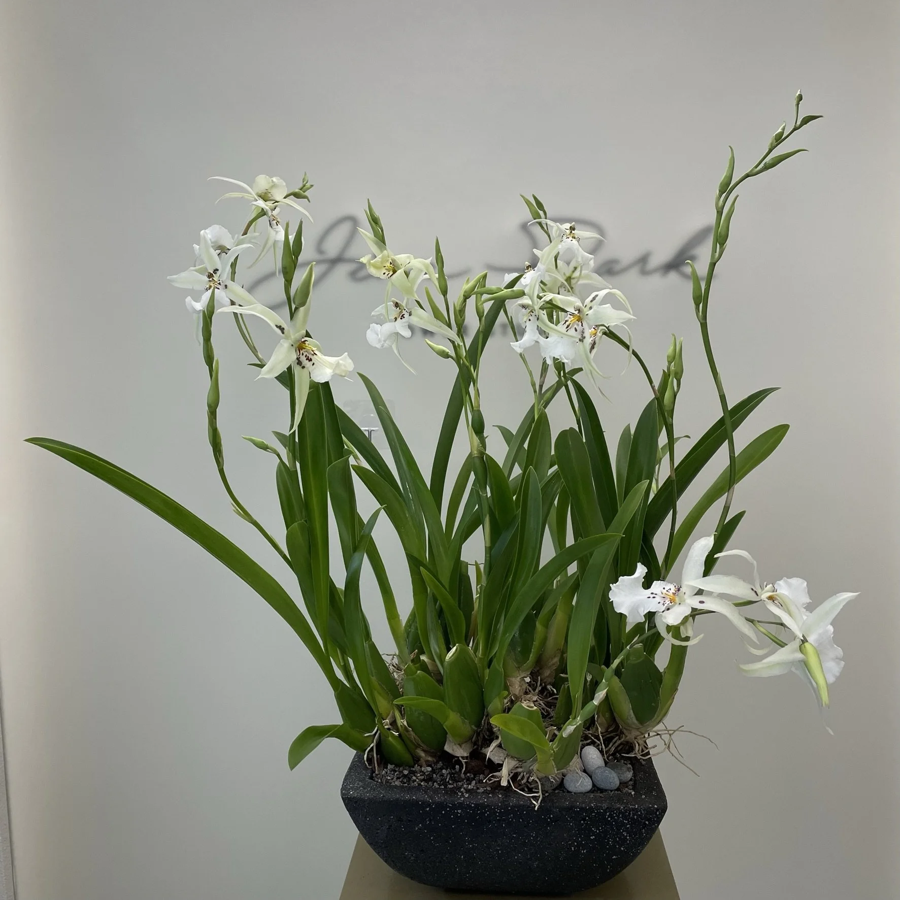 orchid22.webp