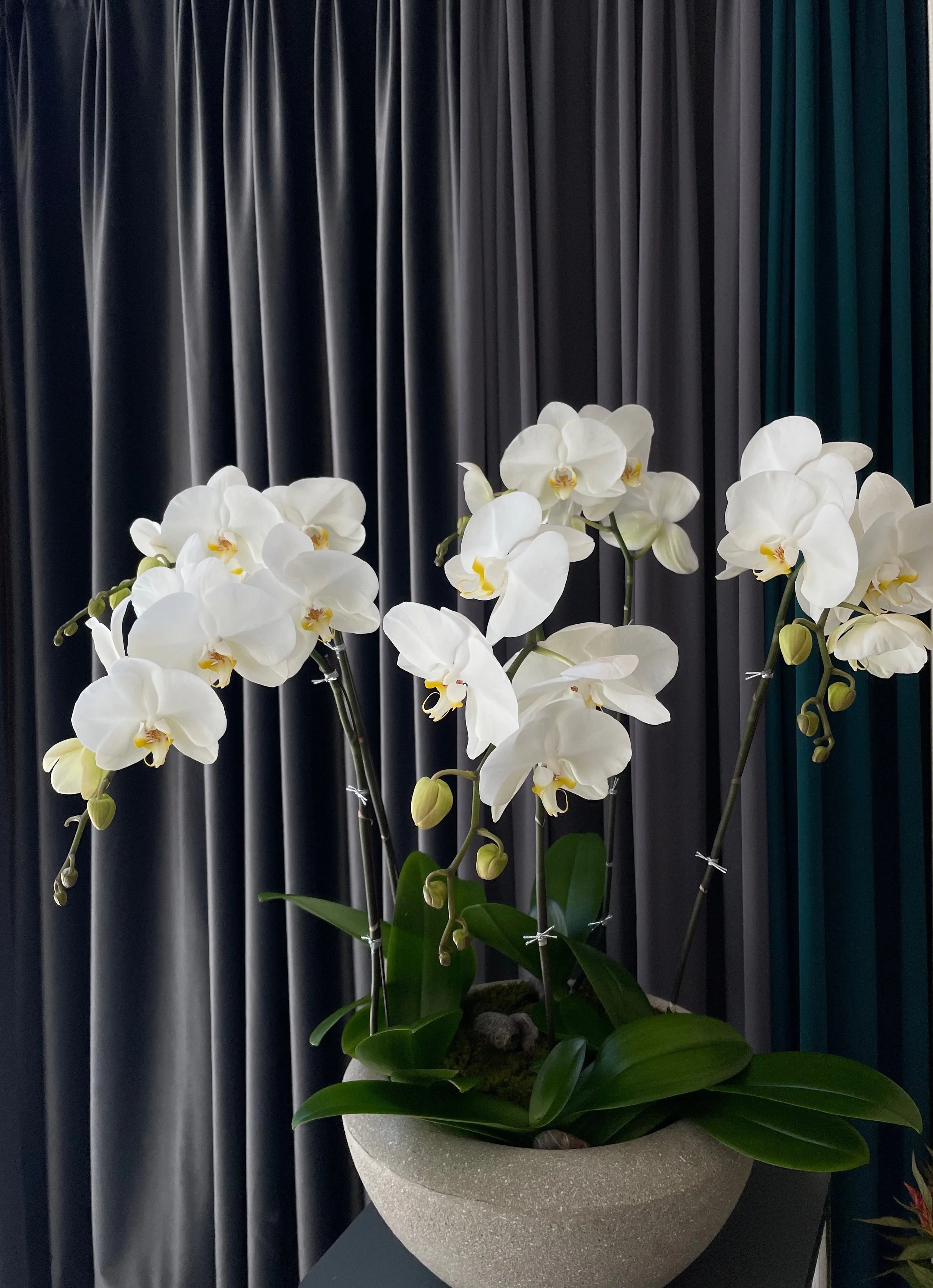 orchid13.webp