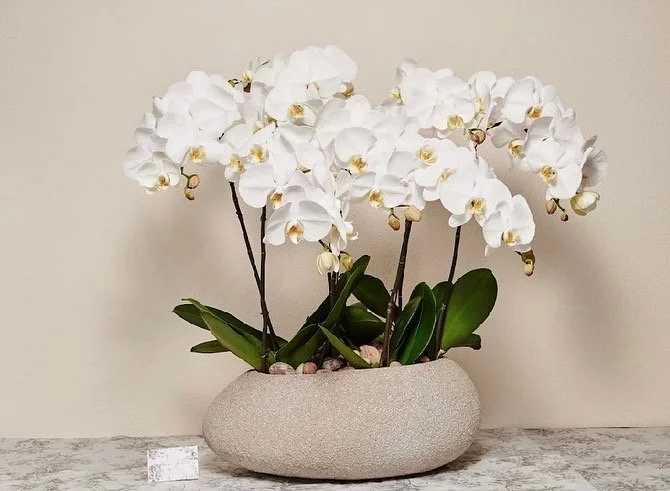 orchid6.webp