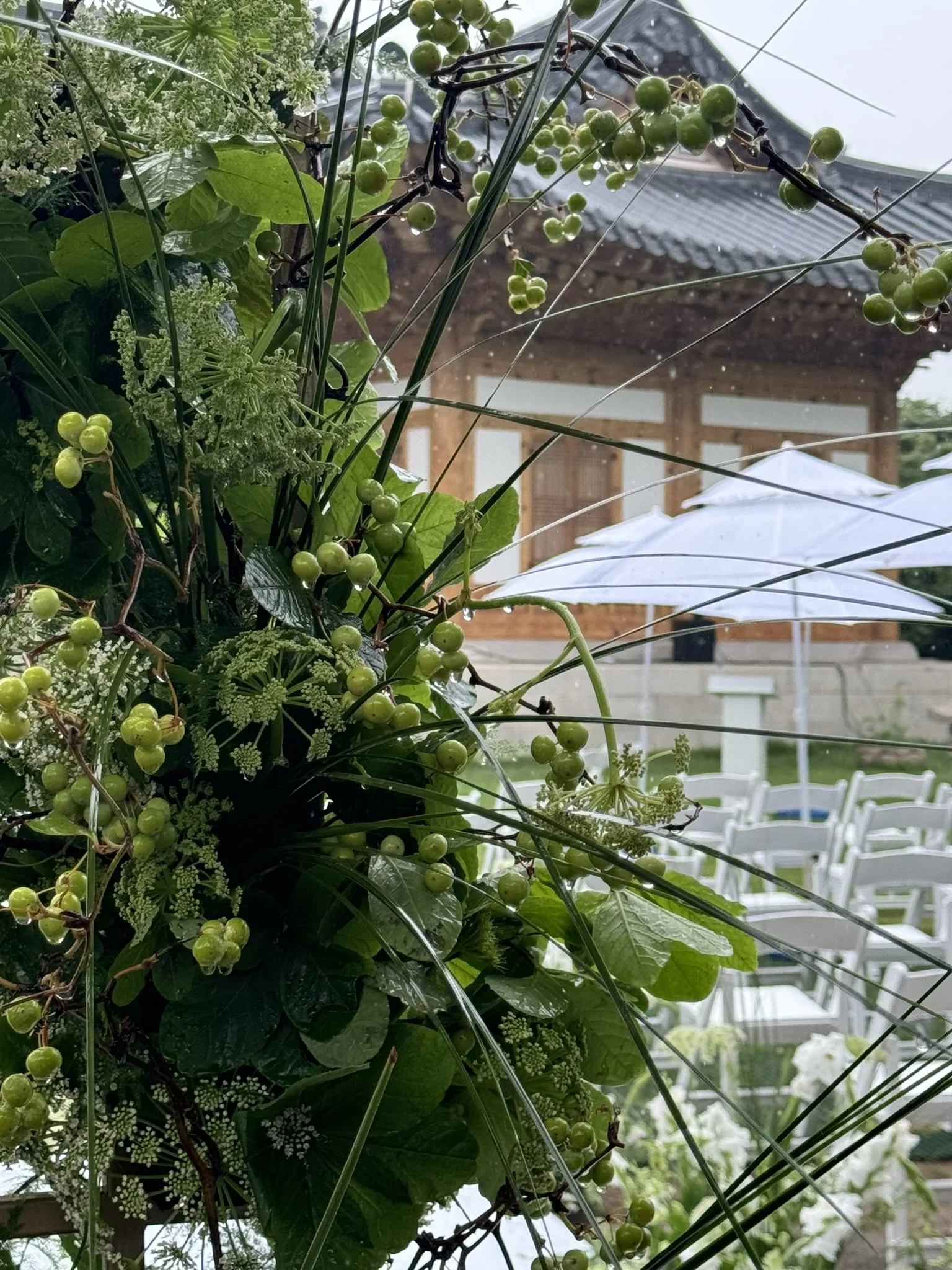 Close-up of green berries and leaves on a vine, with raindrops, in front of a house with a wooden facade, white chairs, and an open white umbrella.