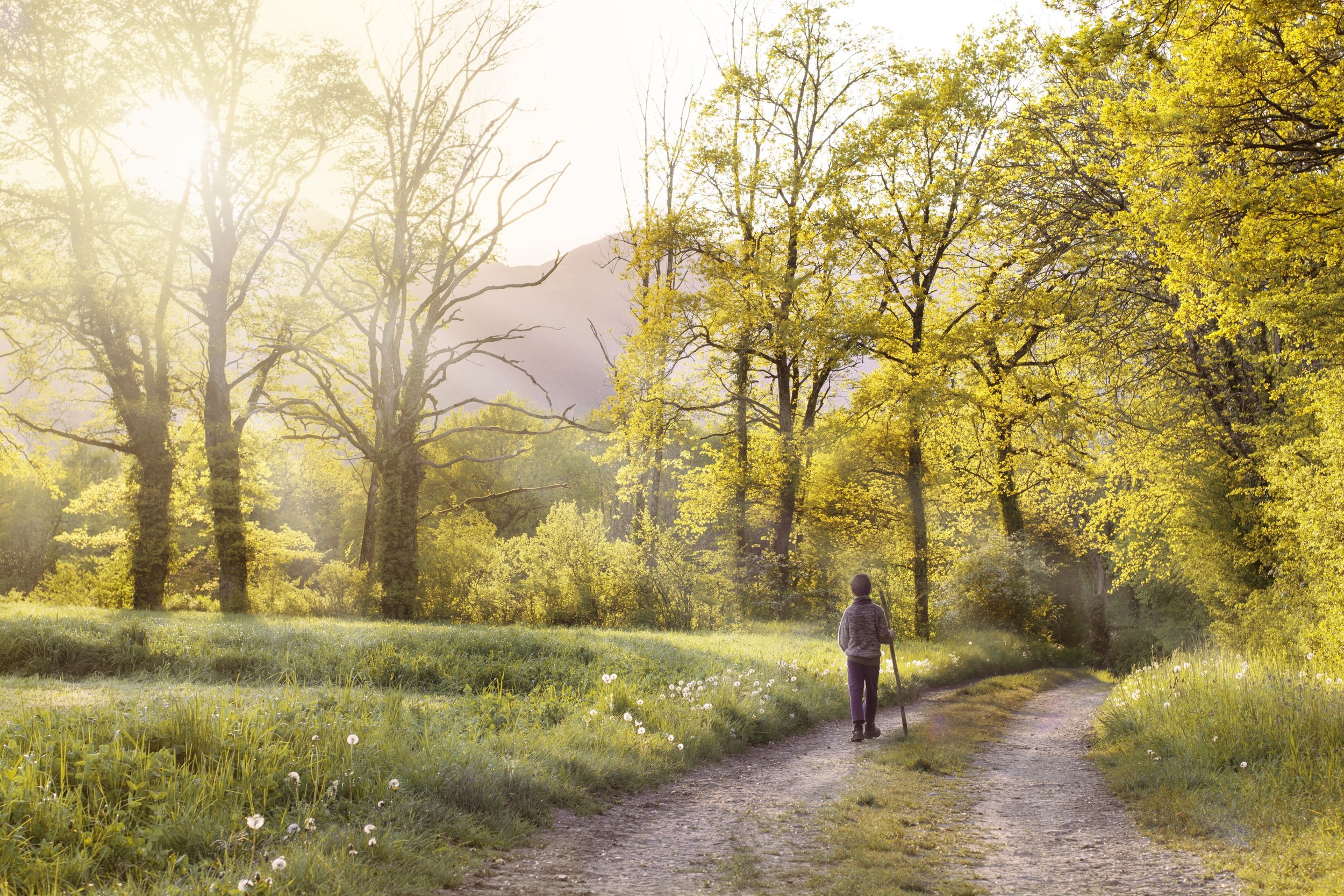 Woman walking a sunlit forest path, representing the slow work of rebuilding self-trust.